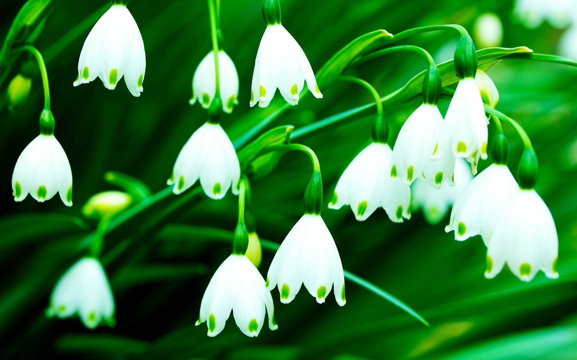 fiori fiori campane verde bianco sfondo carta da parati widescreen schermo intero widescreen