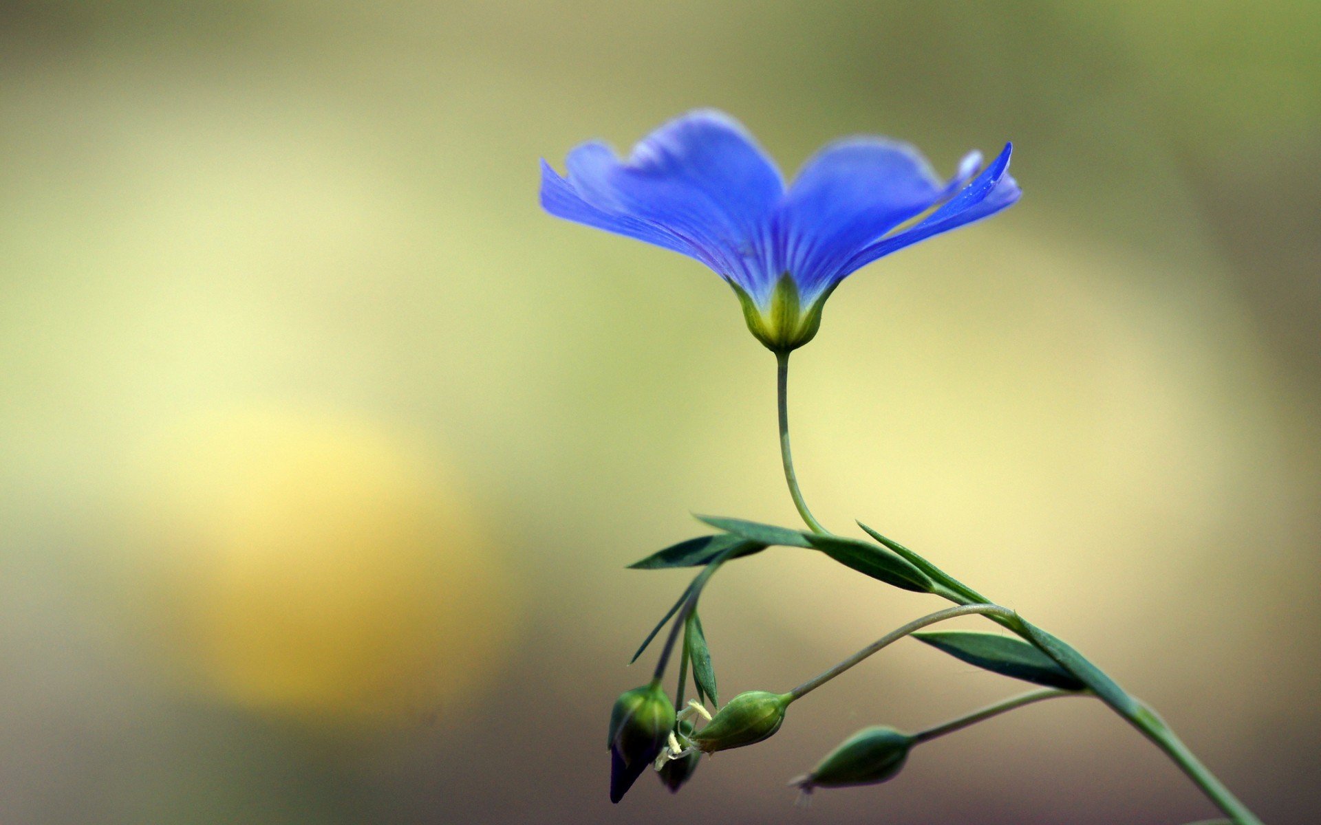 flor azul brotes macro