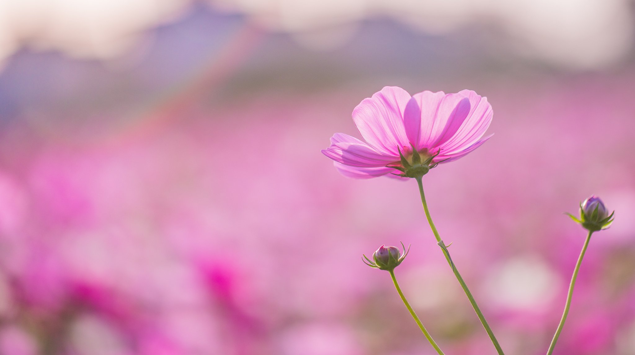 cosmea rosa fiore petali campo macro messa a fuoco sfocatura