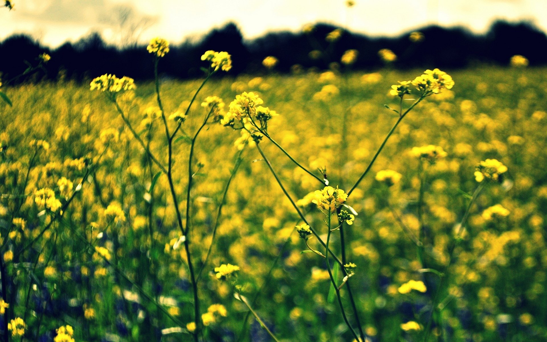 blumen blümchen blume gelb unschärfe bokeh hintergrund tapete widescreen vollbild widescreen widescreen