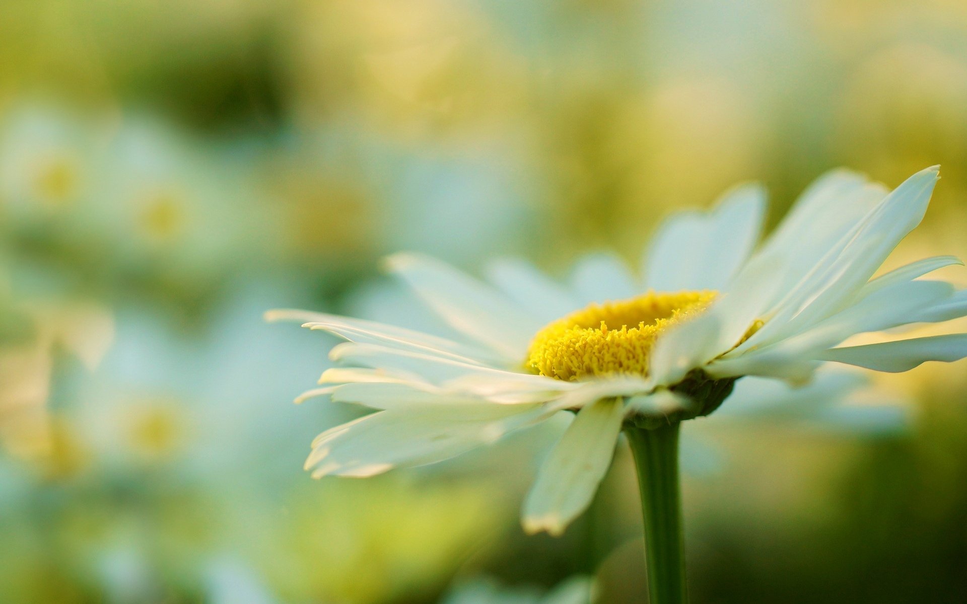 fleurs fleur fleur marguerite plante jaune blanc macro flou arrière-plan papier peint écran large plein écran écran large écran large