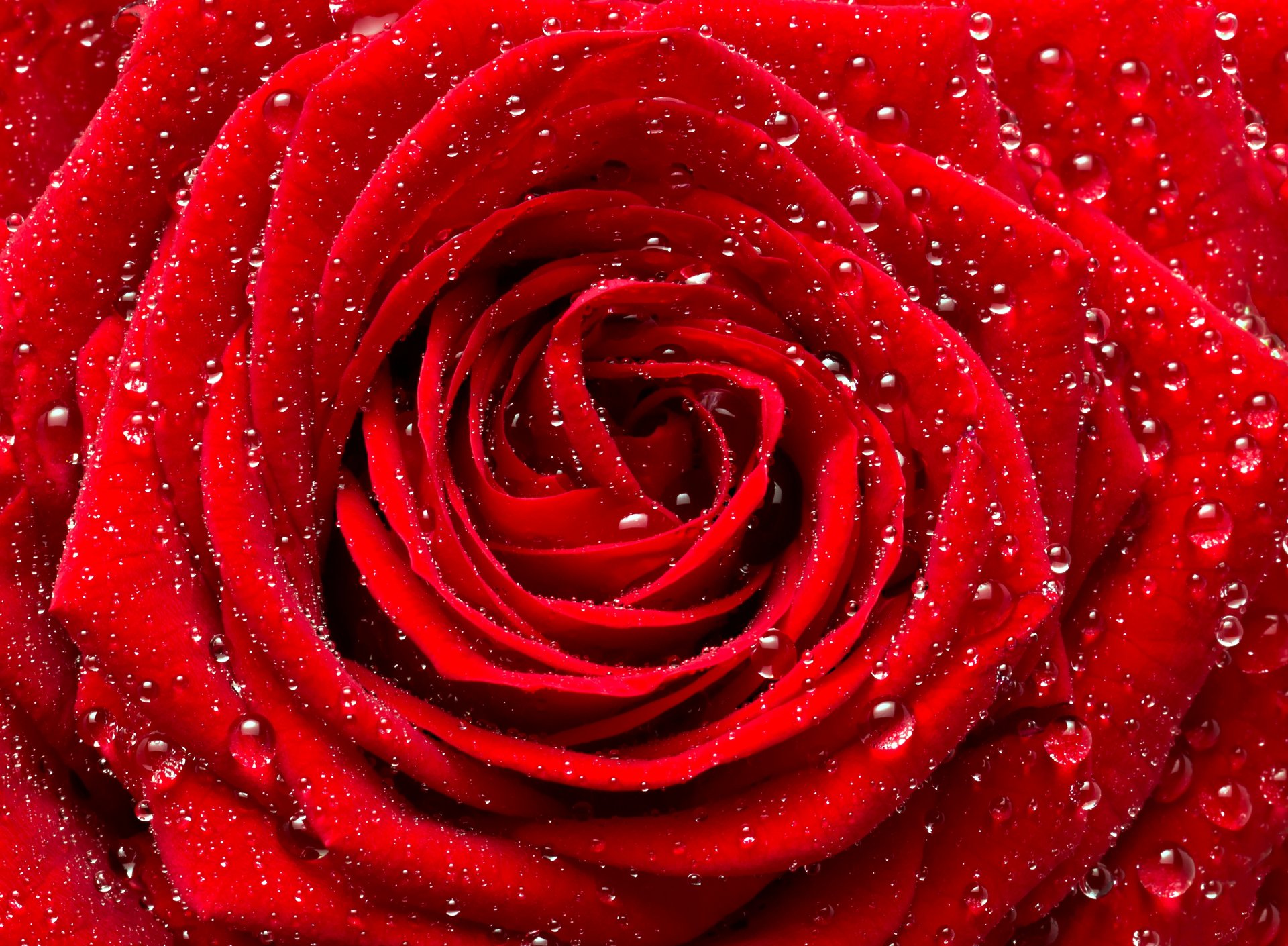 rosa rojo flor brote gotas macro