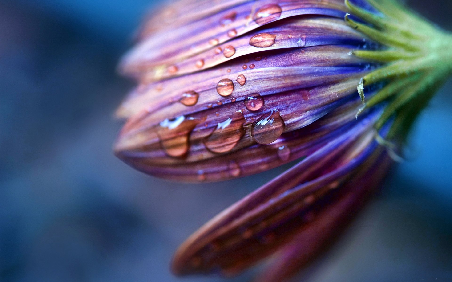 pétalos gotas agua rocío macro