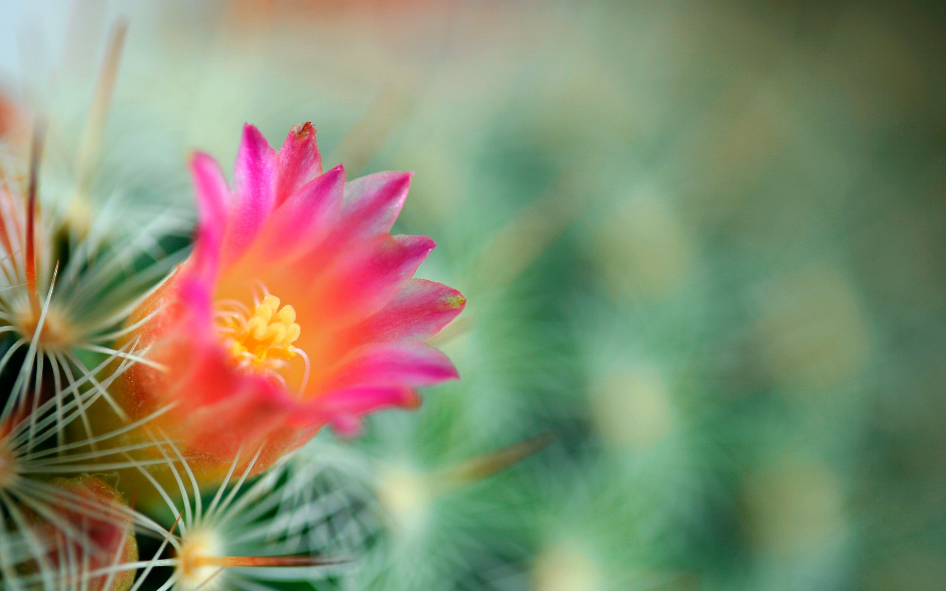 cactus fiore sfondo verde aghi