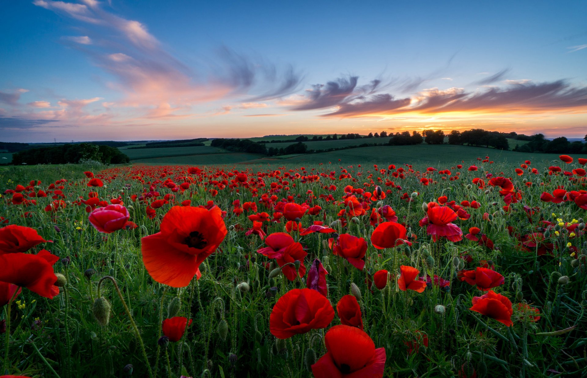 poppies red flower petals the field field hills grass tree night sunset sky clouds nature