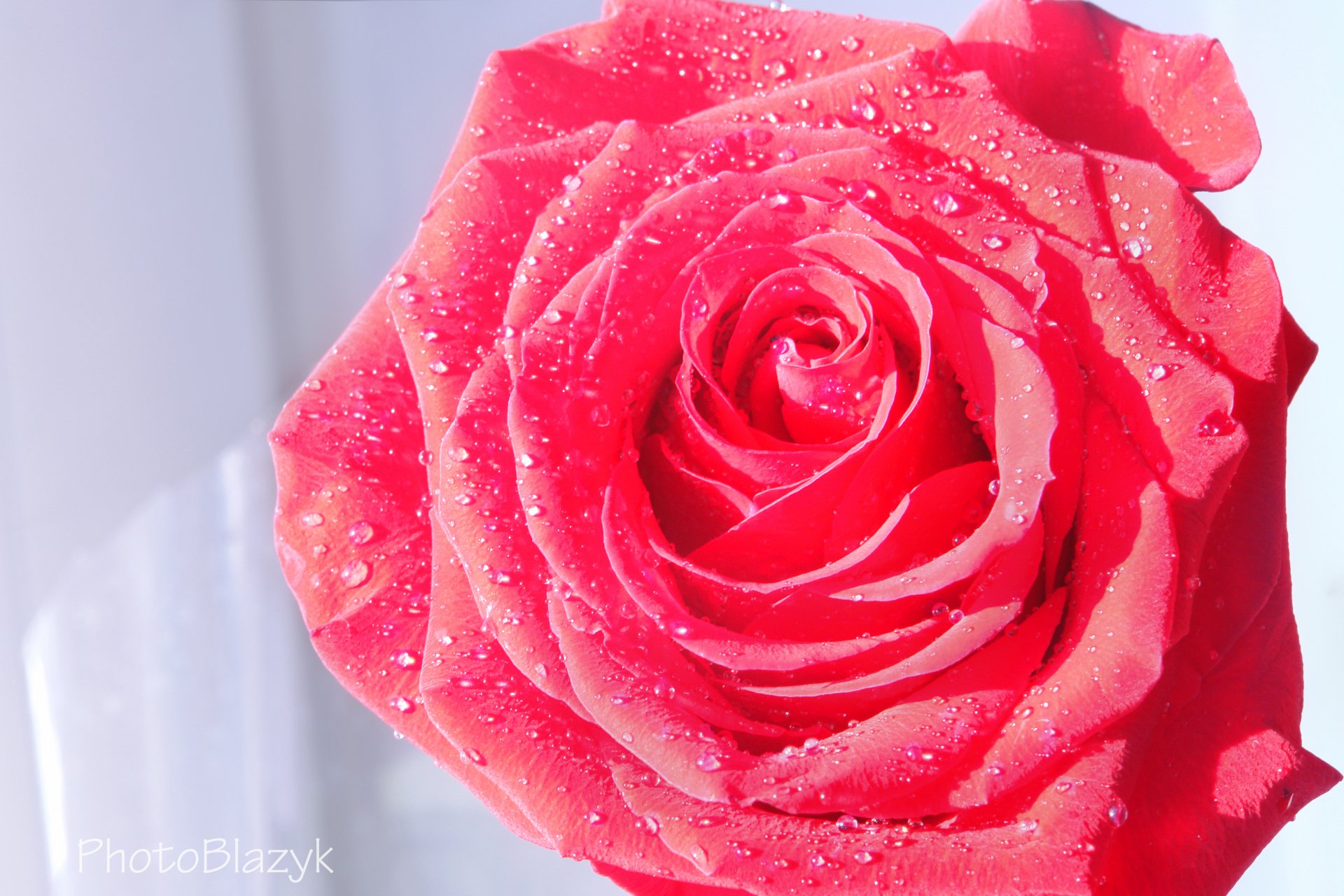 blume rose scharlachrot wasser tropfen blütenblätter