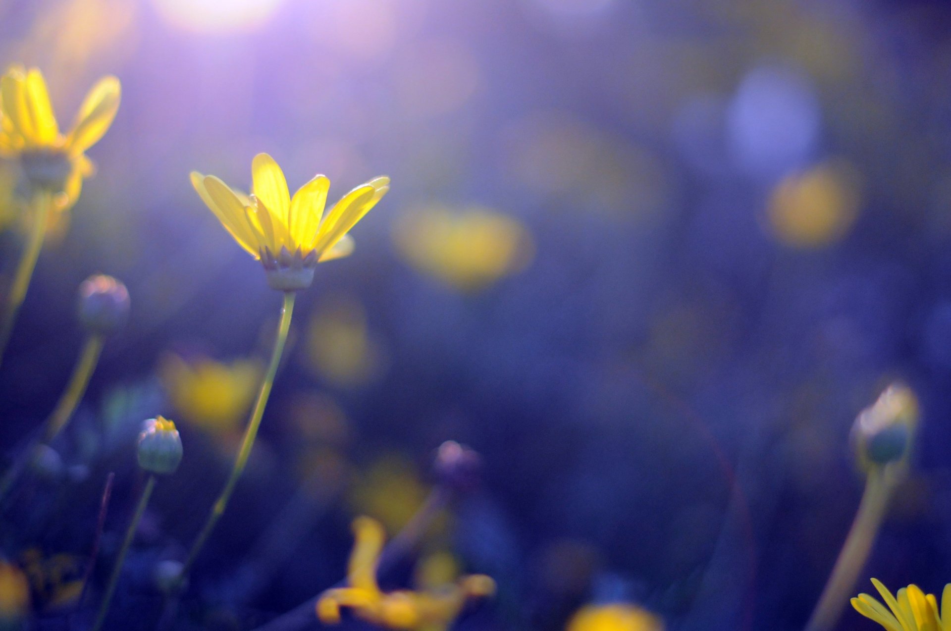 fleurs fleurs jaune bleu bokeh fond papier peint écran large plein écran écran large écran large