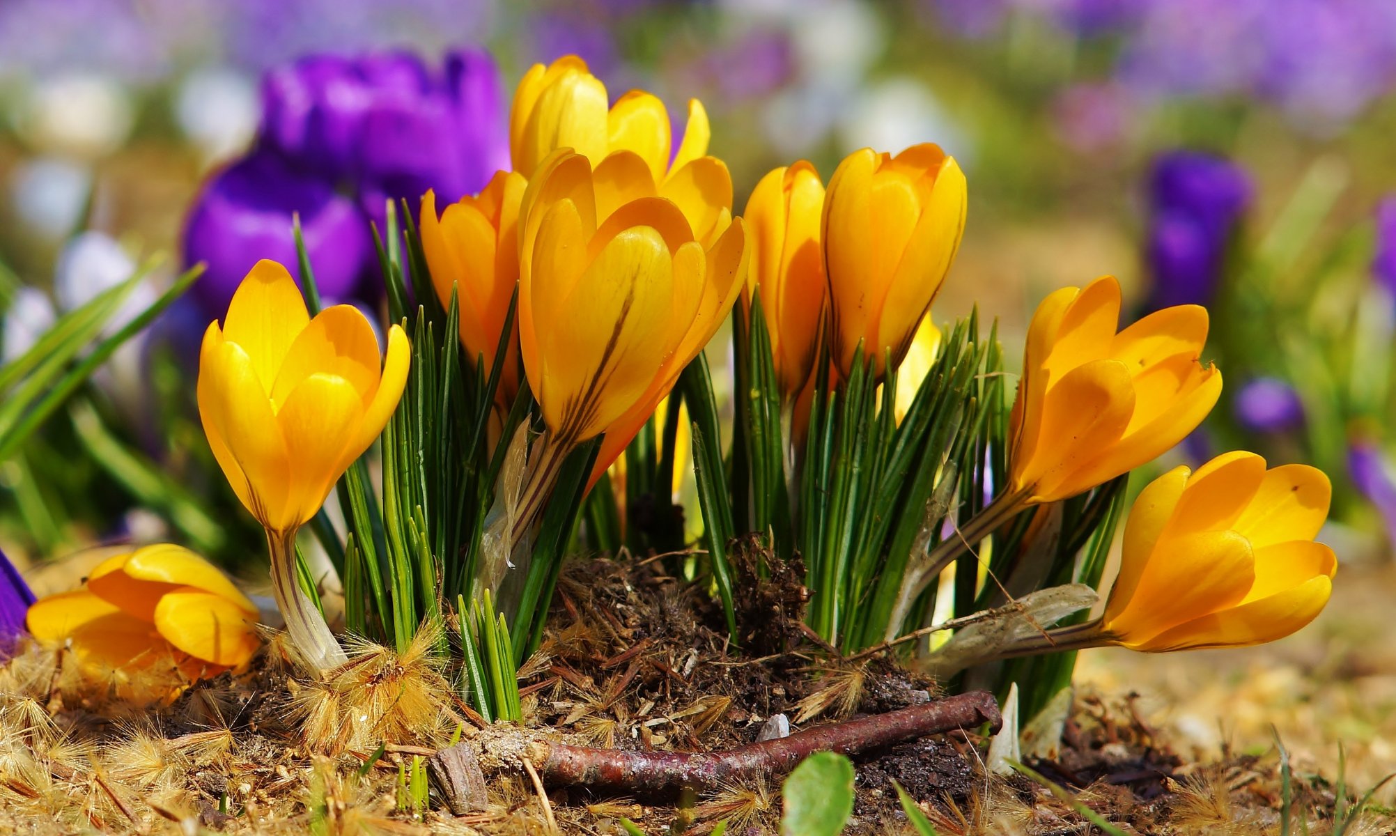 fiori crochi primavera viola