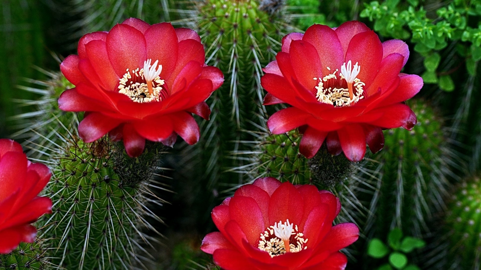 cactus fleur fleurs aiguilles