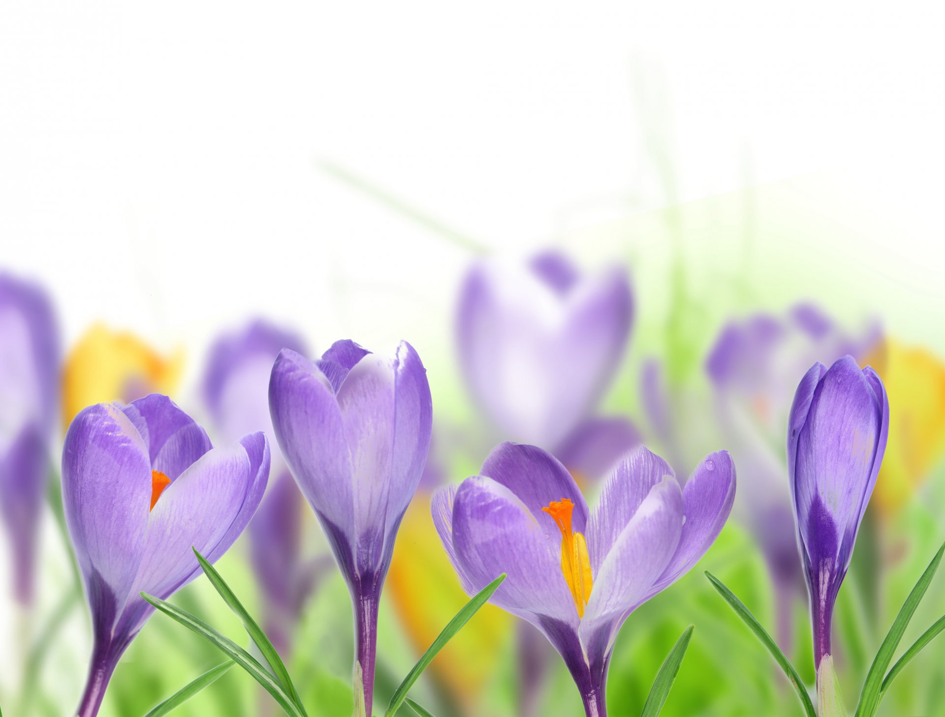 pring crocus purple leaves white background