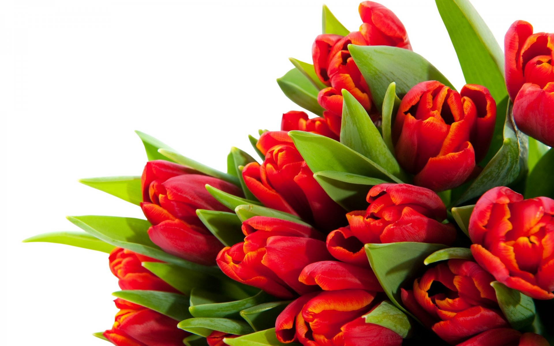 tulips flowers bouquet bright red petals beauty flower leaves stem