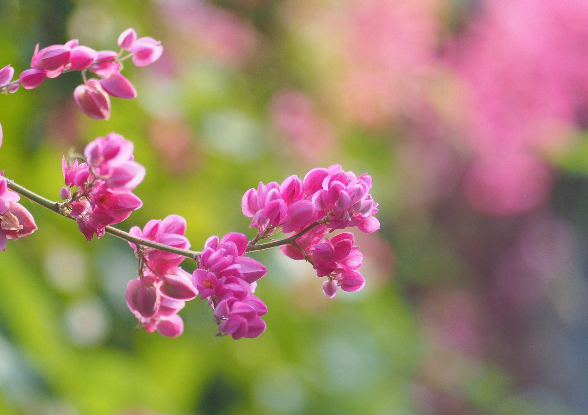 branch flower pink bloom background blur