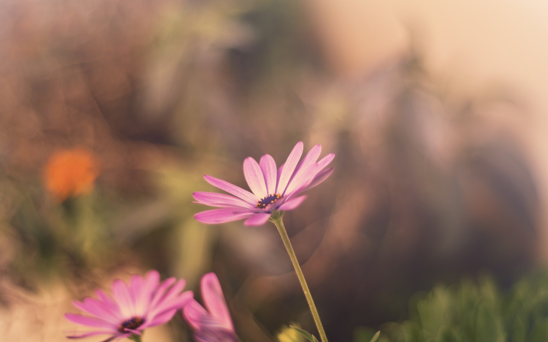 blumen blümchen blume blümchen rosa unschärfe hintergrund tapete widescreen vollbild widescreen widescreen