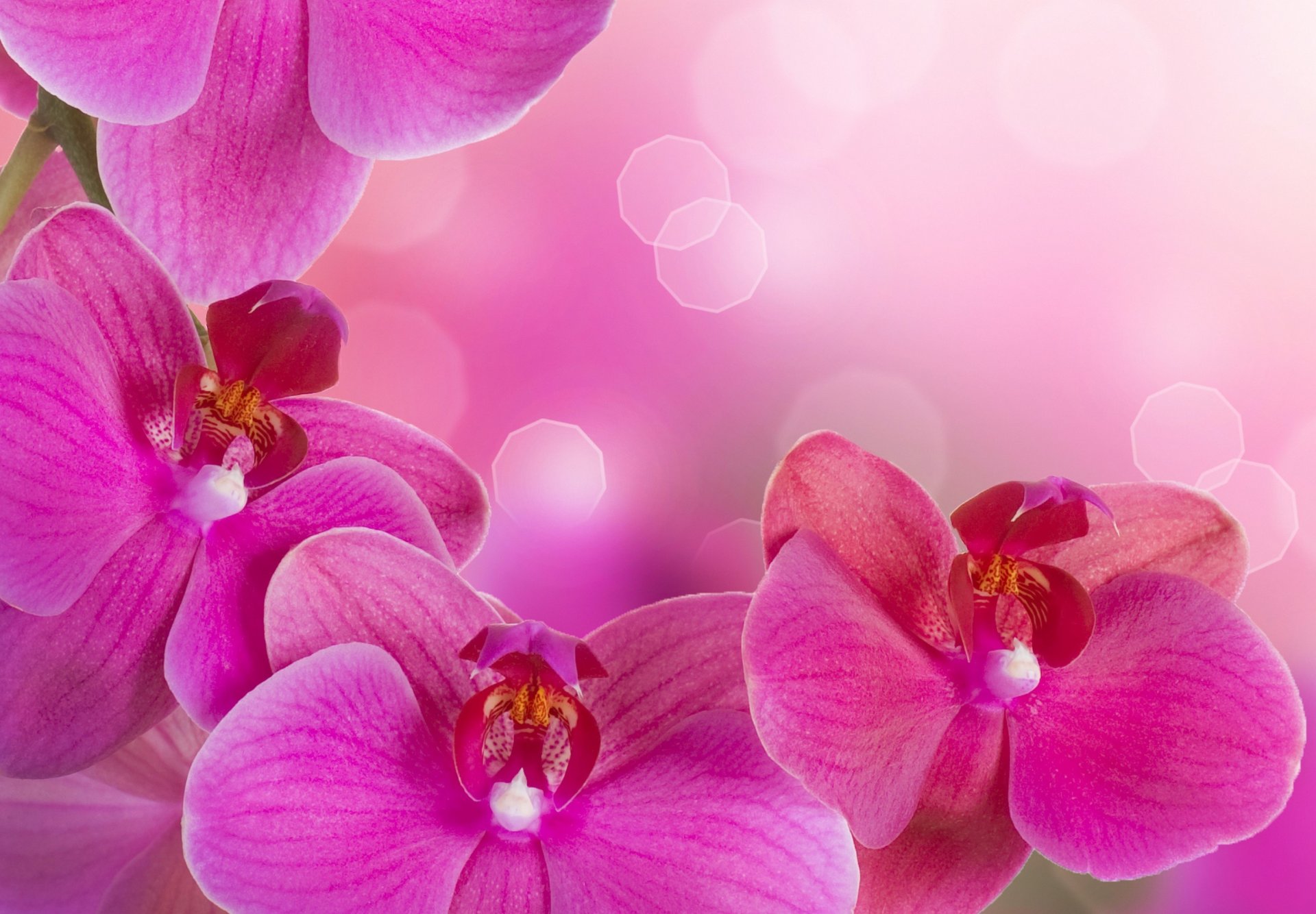 orchidée lumineux rose pétales branche beauté fleurs tendresse orchidées phalaenopsis rose vif