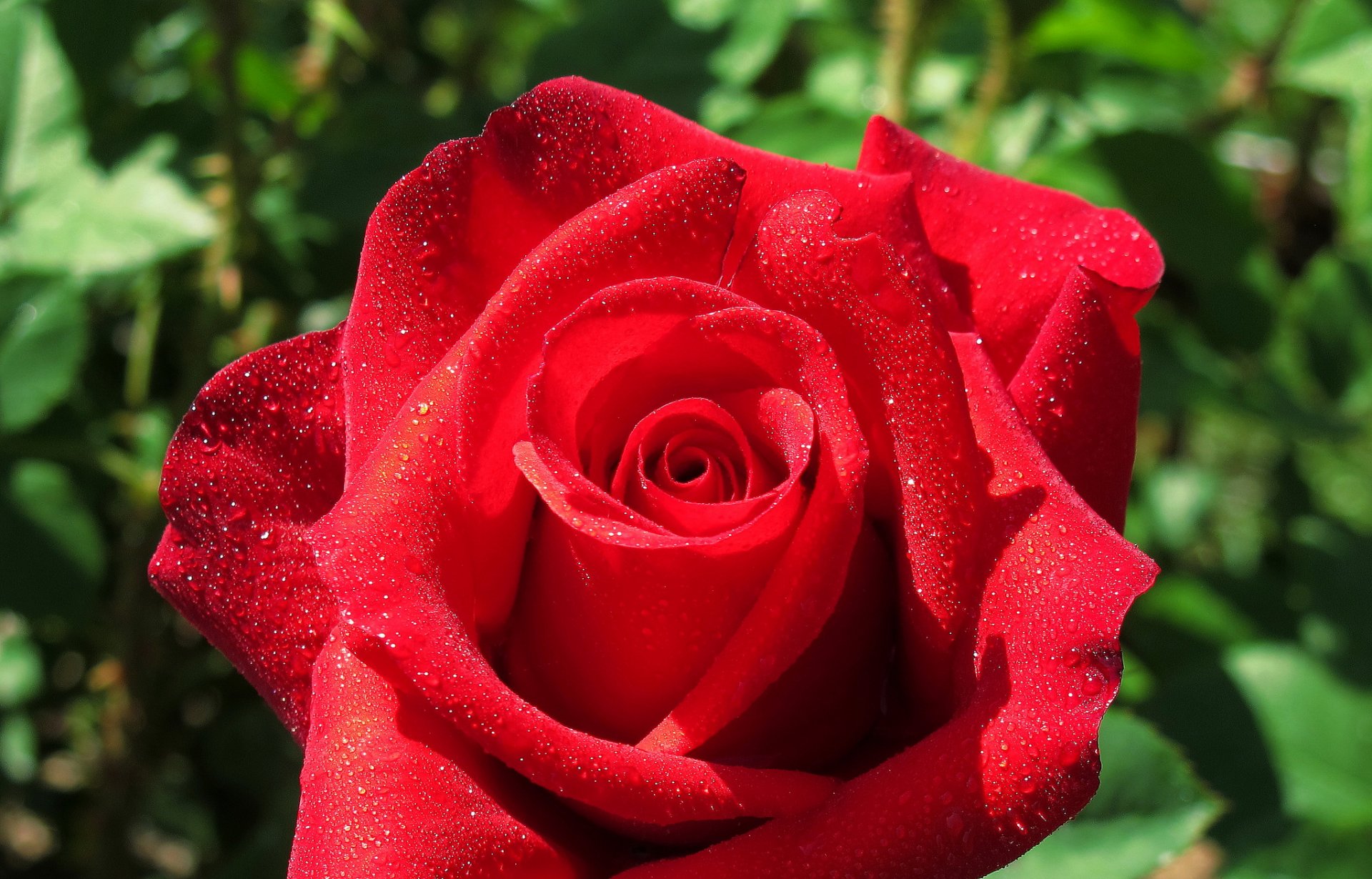 rosa brote pétalos gotas macro