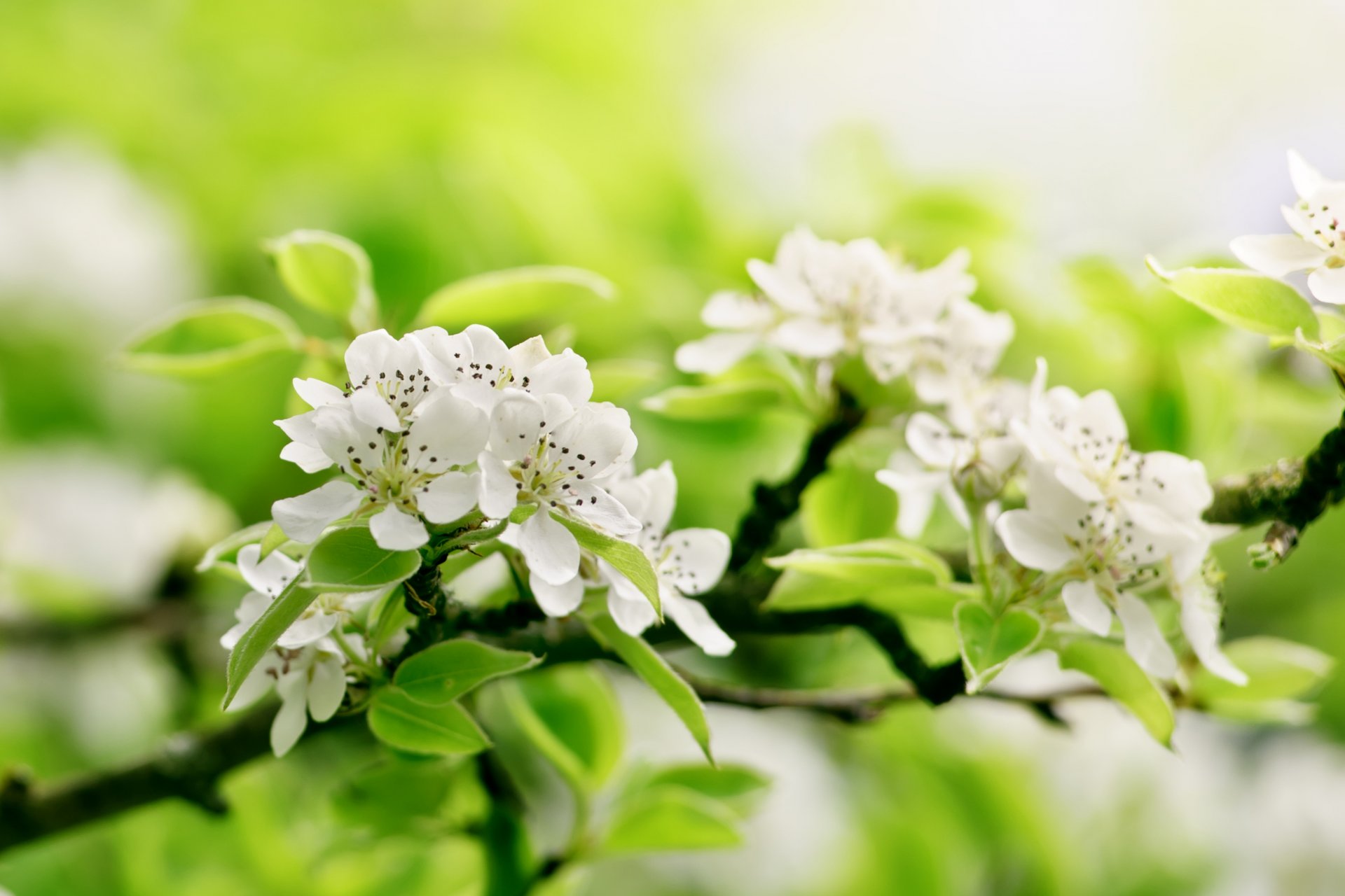 baum zweige blumen apfelbaum grüns