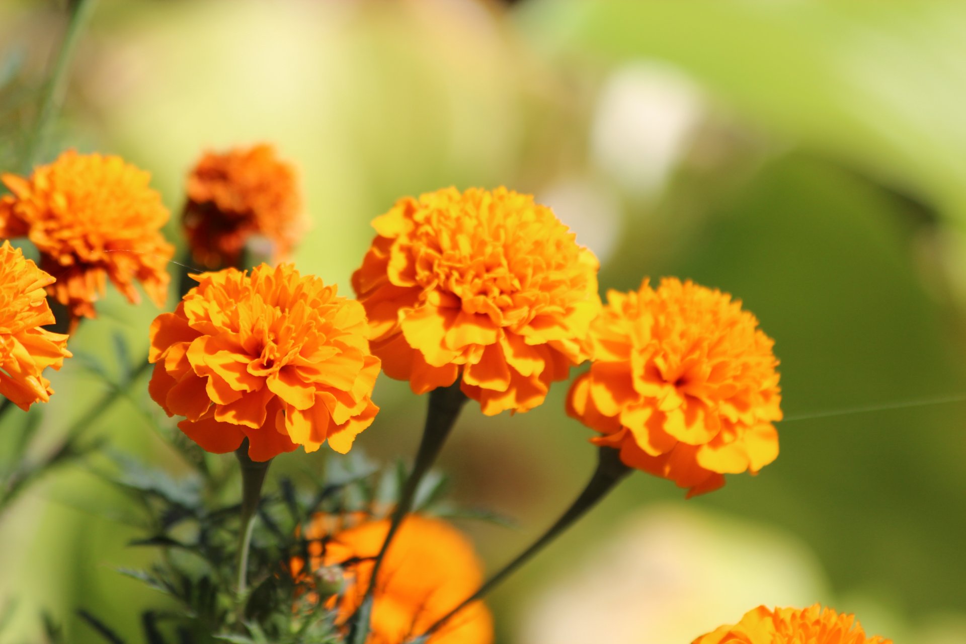 flores naturaleza naranja caléndula