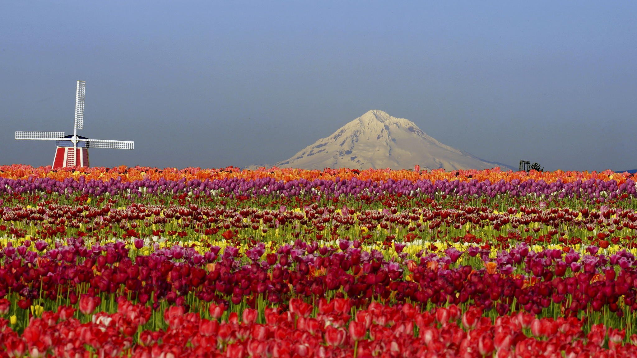 flower nature tulips the field mountain mill