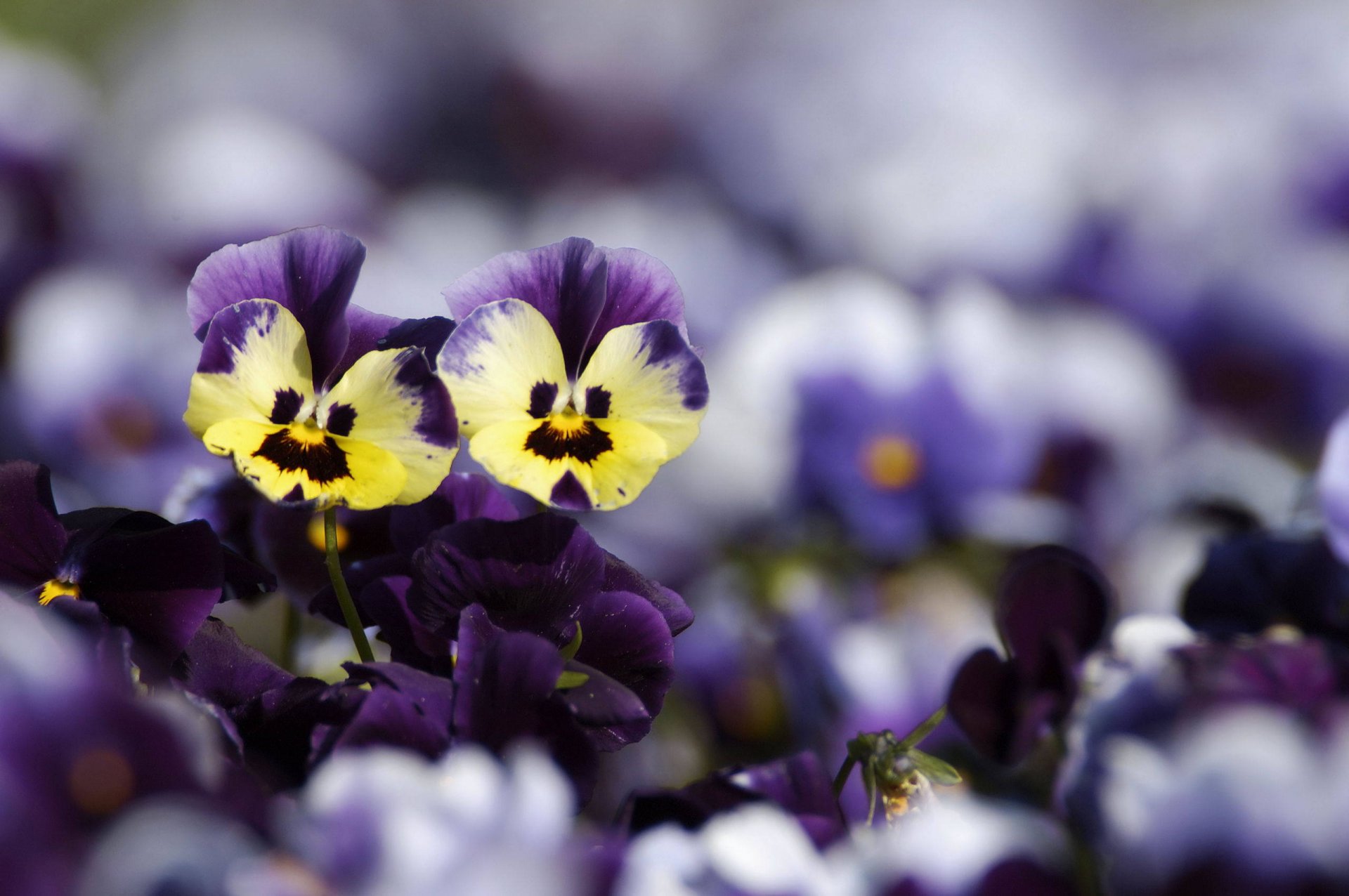 fleurs pensées jaune violet flou