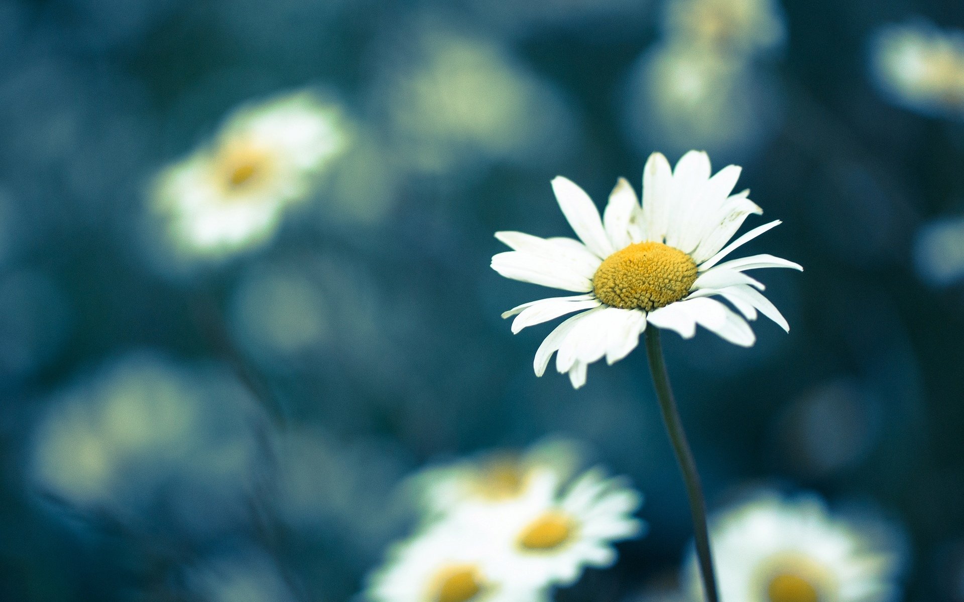 fiori fiore fiore margherita margherite sfocatura sfondo carta da parati widescreen schermo intero widescreen