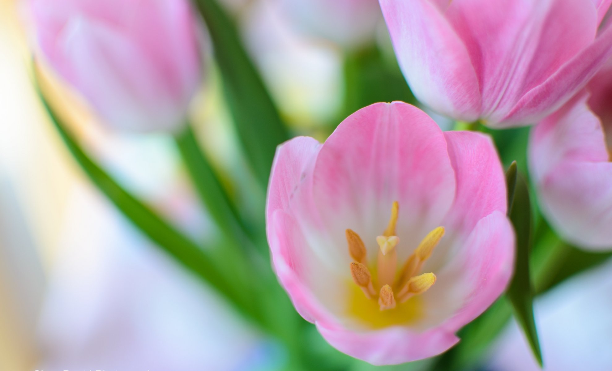 tulipes rose gros plan bouquet printemps