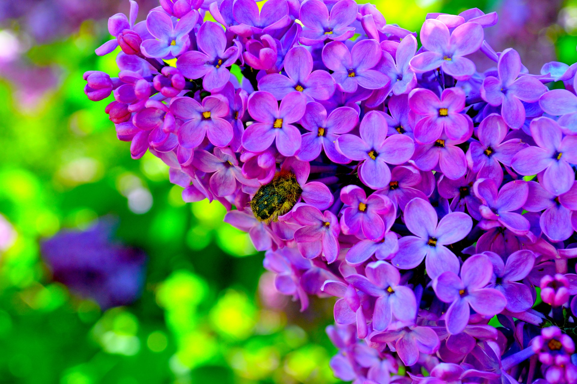 blumen flieder käfer helle tapete