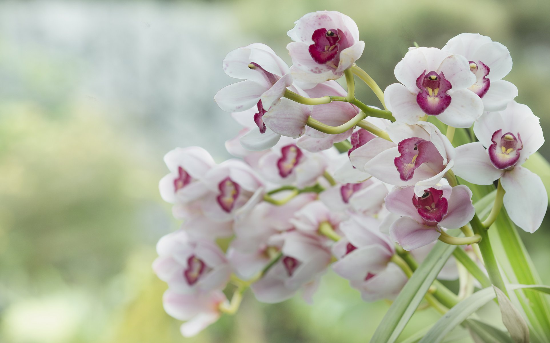 orquídeas blanco rosa fondo desenfoque