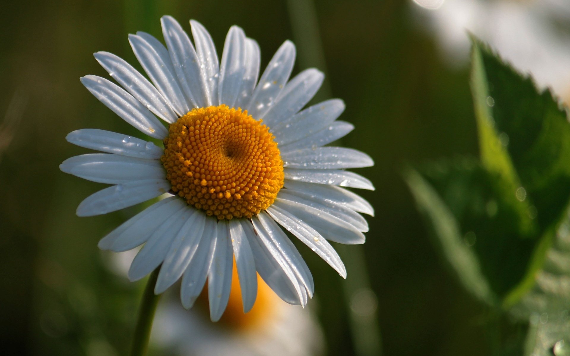 fleurs fleur fleur marguerite jaune blanc verdure fond papier peint écran large plein écran écran large écran large