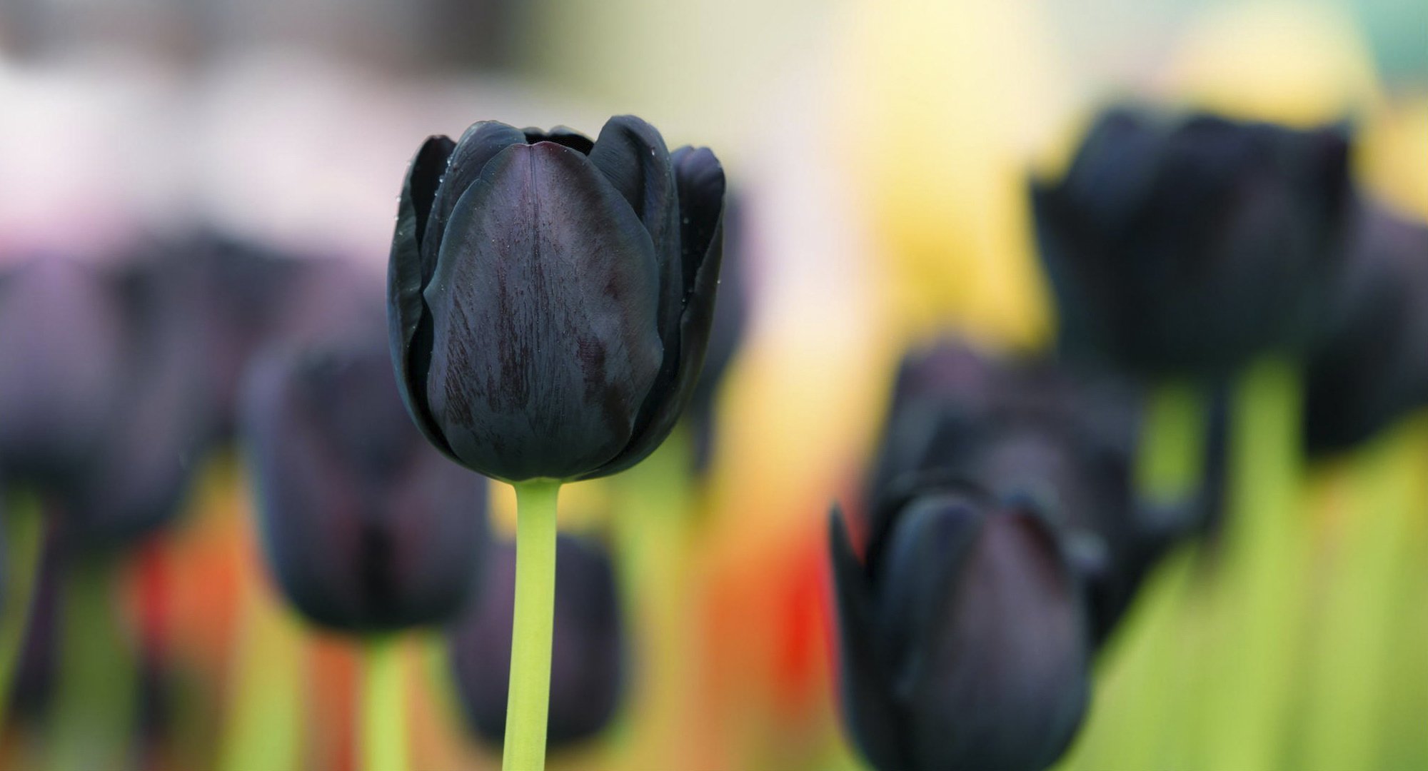 czarny tulipan tło makro