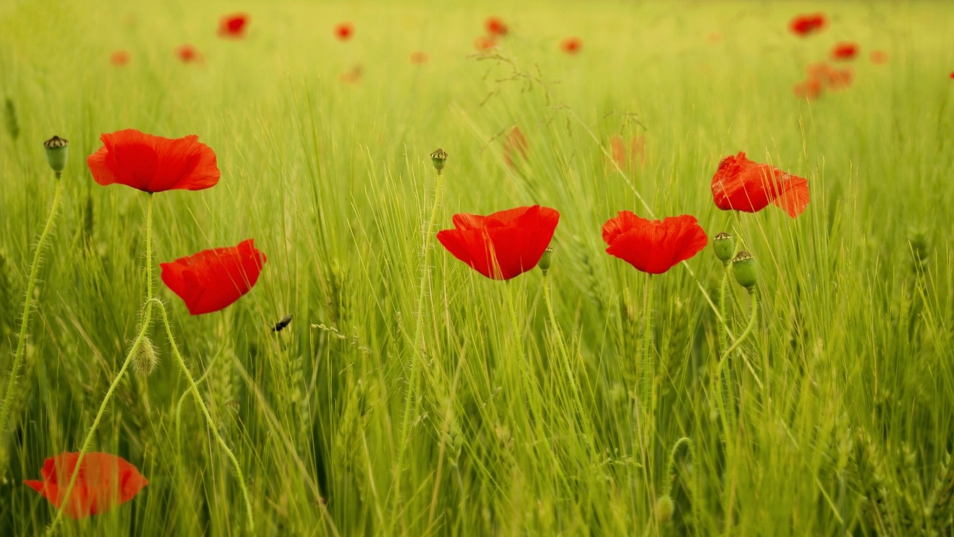 blumen blümchen mohn mohn rot feld blätter grün gras hintergrund tapete widescreen vollbild widescreen widescreen