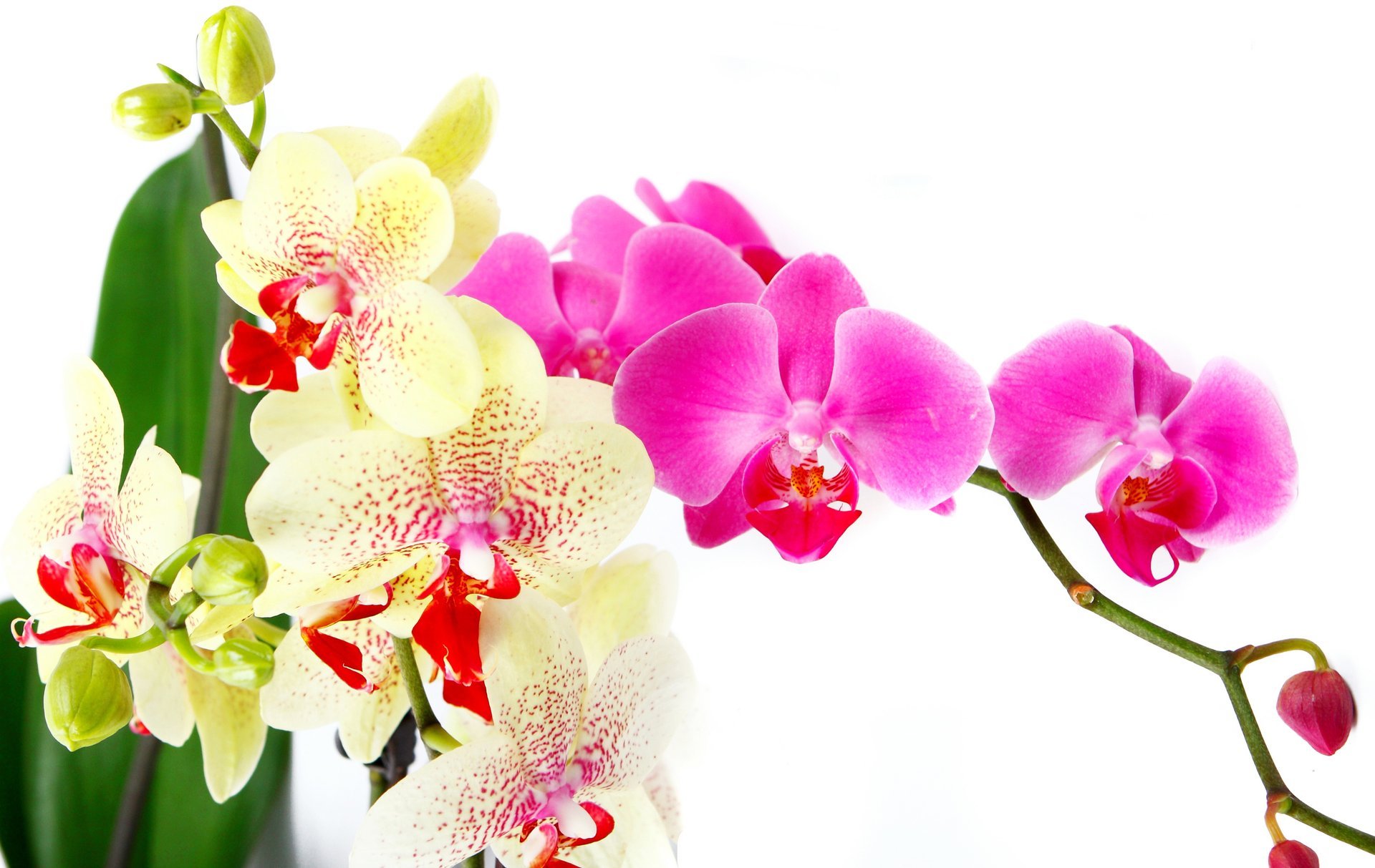 orquídea brillante rosa blanco pétalos rama belleza flores ternura orquídeas phalaenopsis rosa fuerte blanco hojas