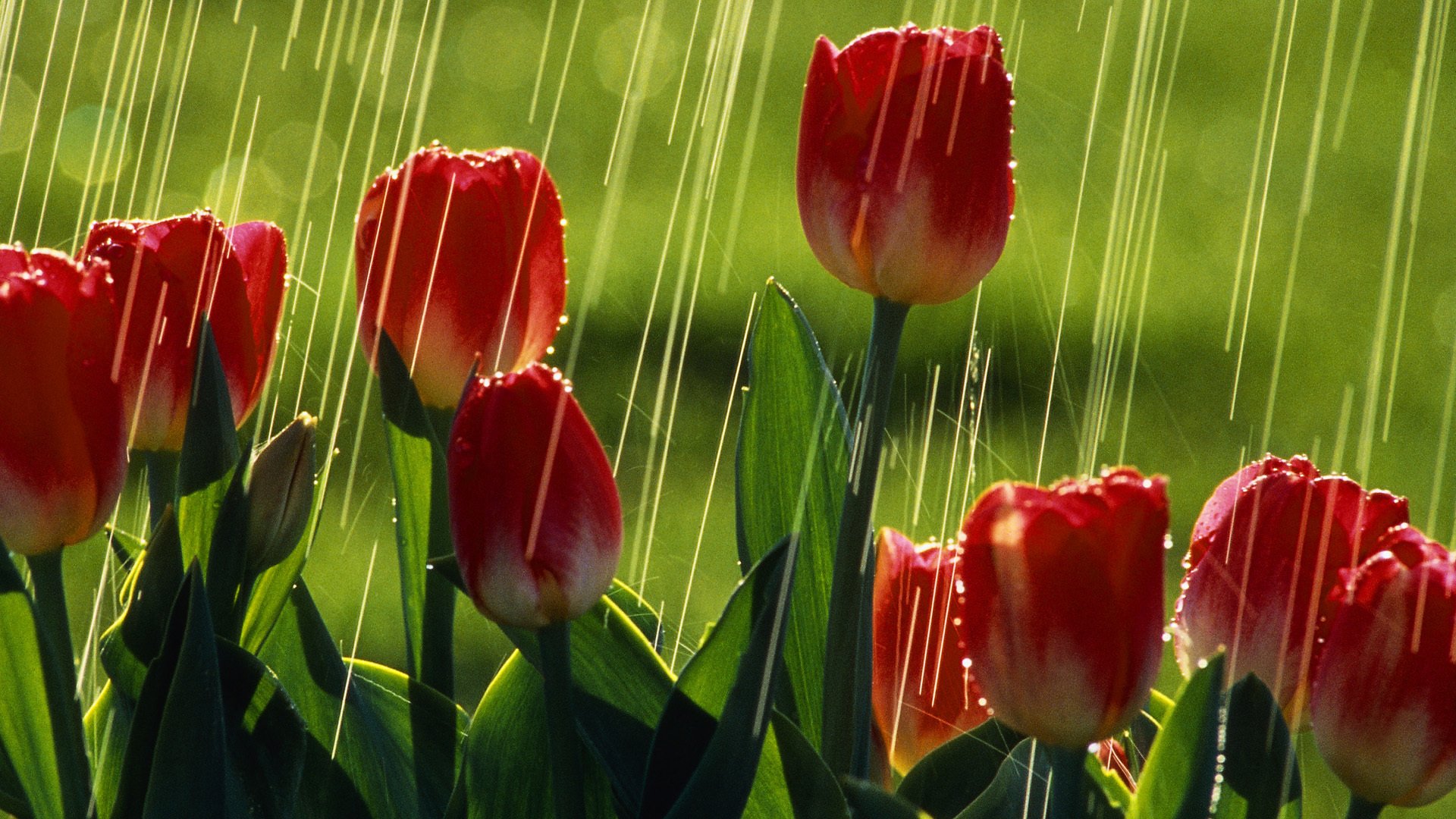 tulipanes tulipanes rojos lluvia sol verano vegetación