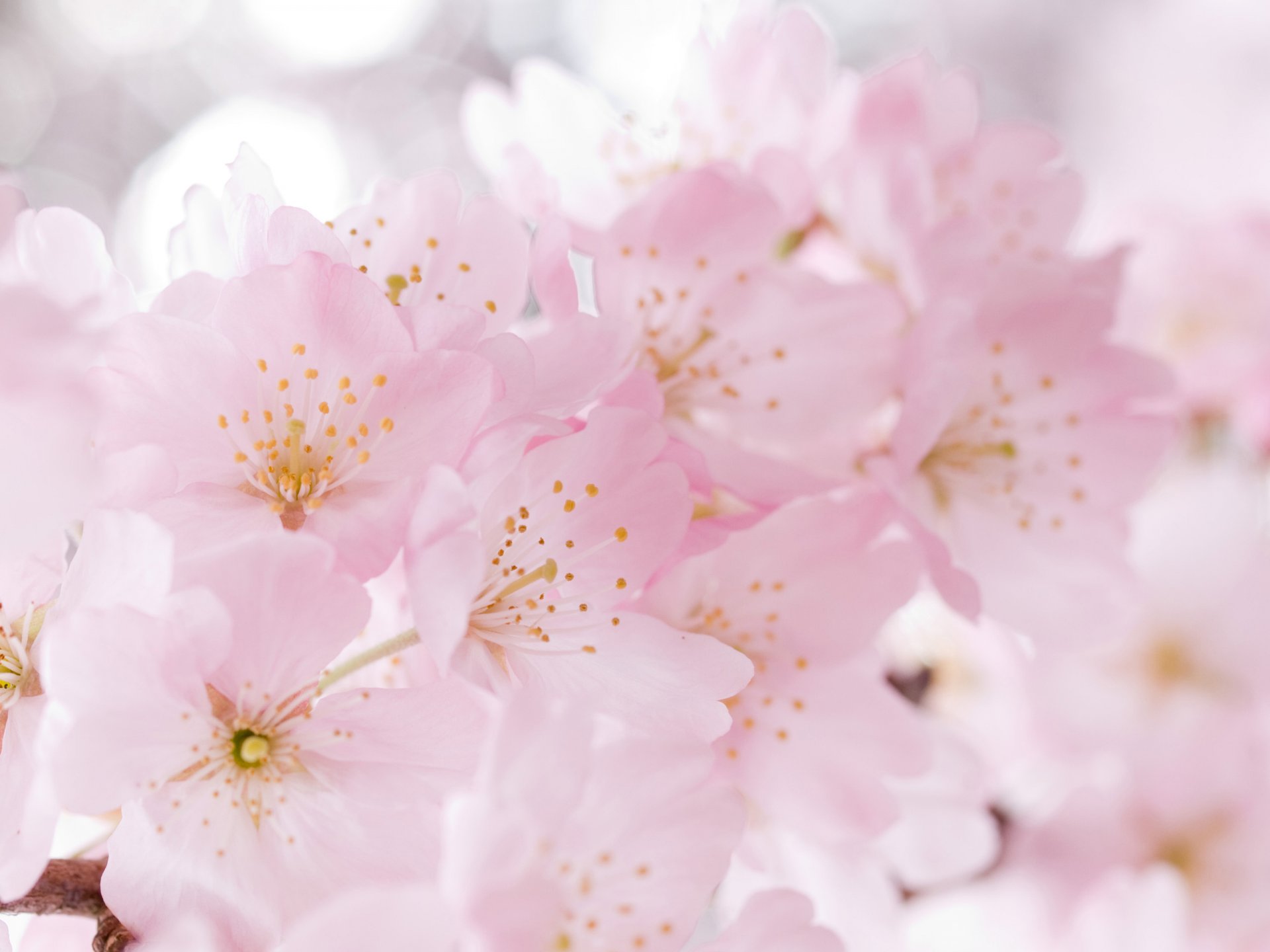 flower bloom spring tender sakura cherry