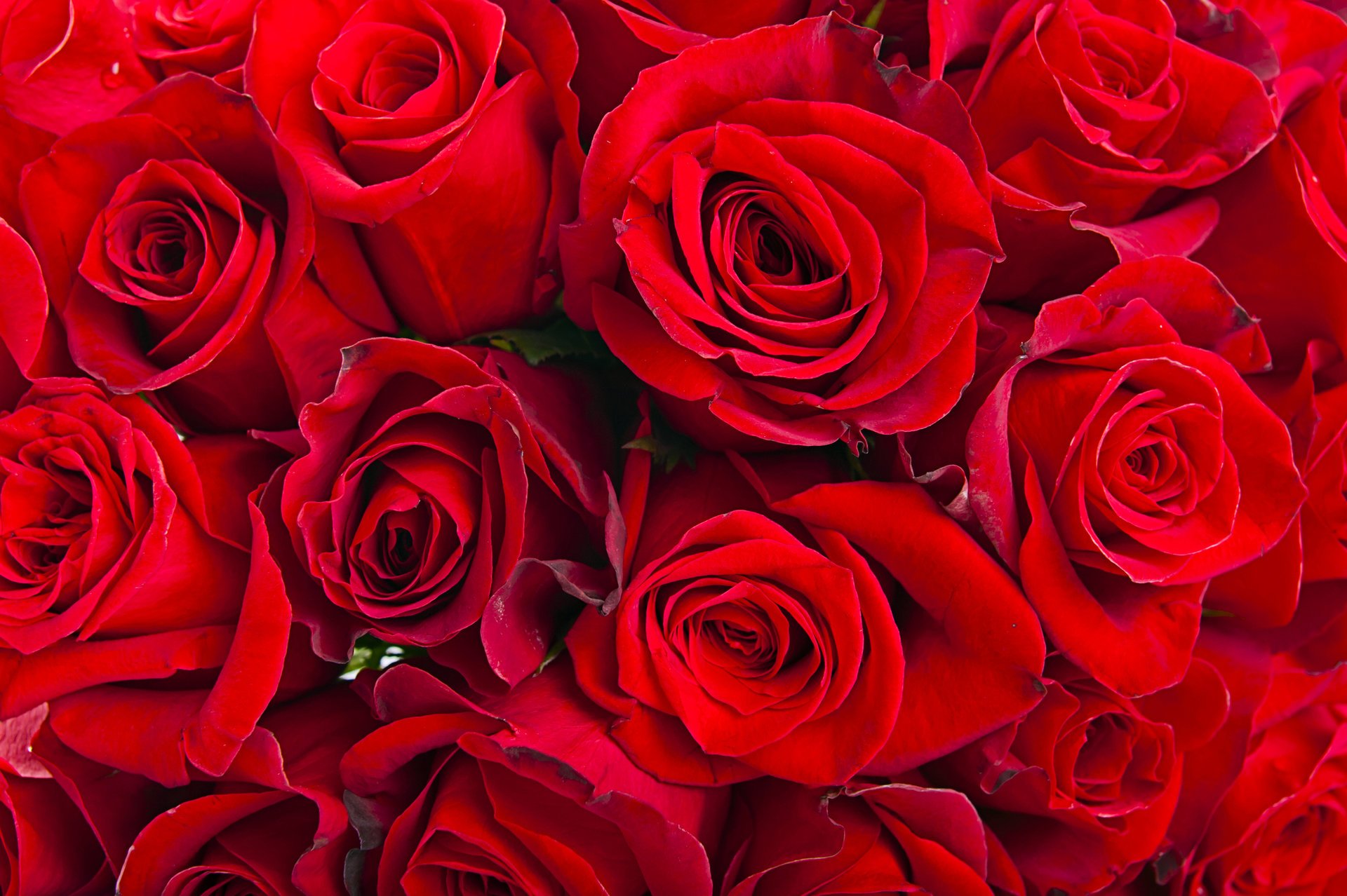 fleurs roses roses rouges