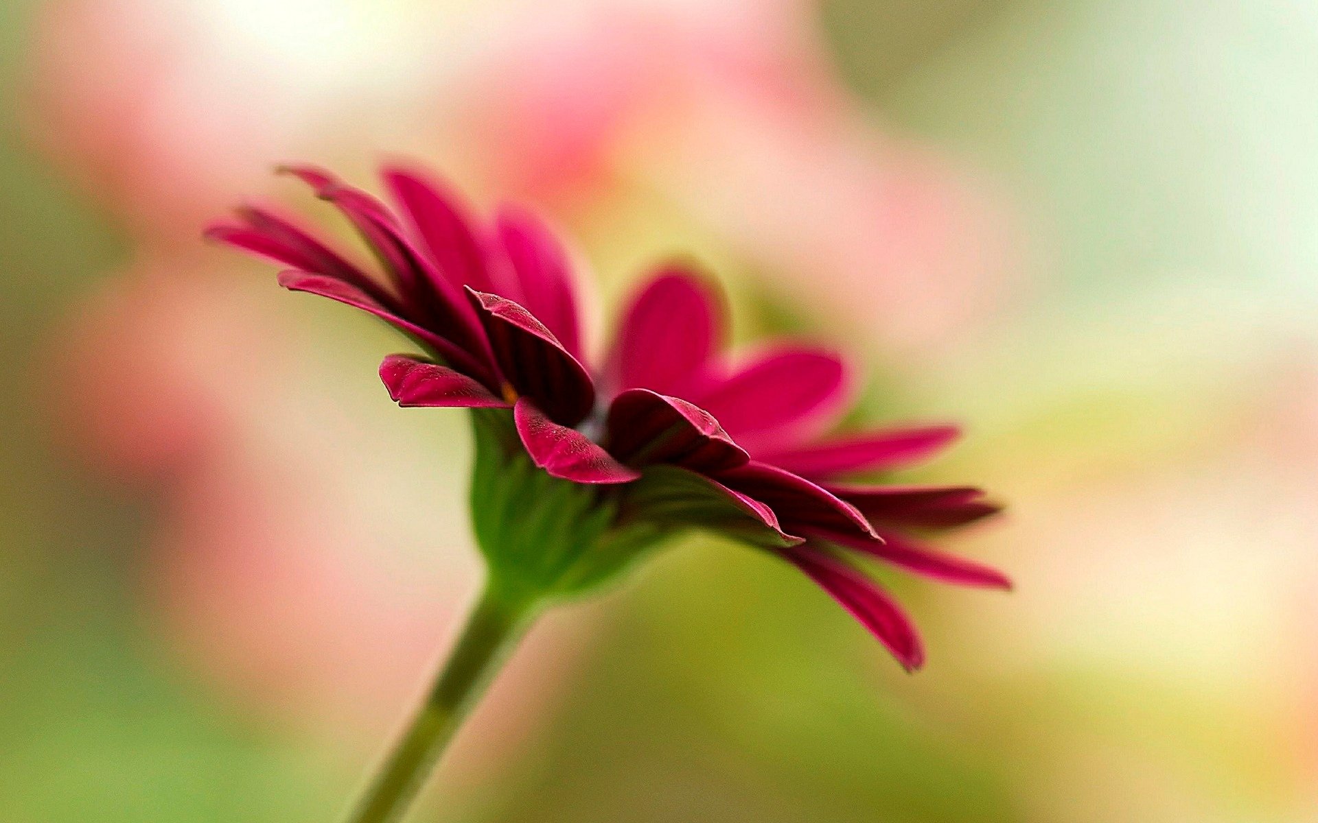 blumen blume blume rosa unschärfe hintergrund tapete widescreen vollbild widescreen