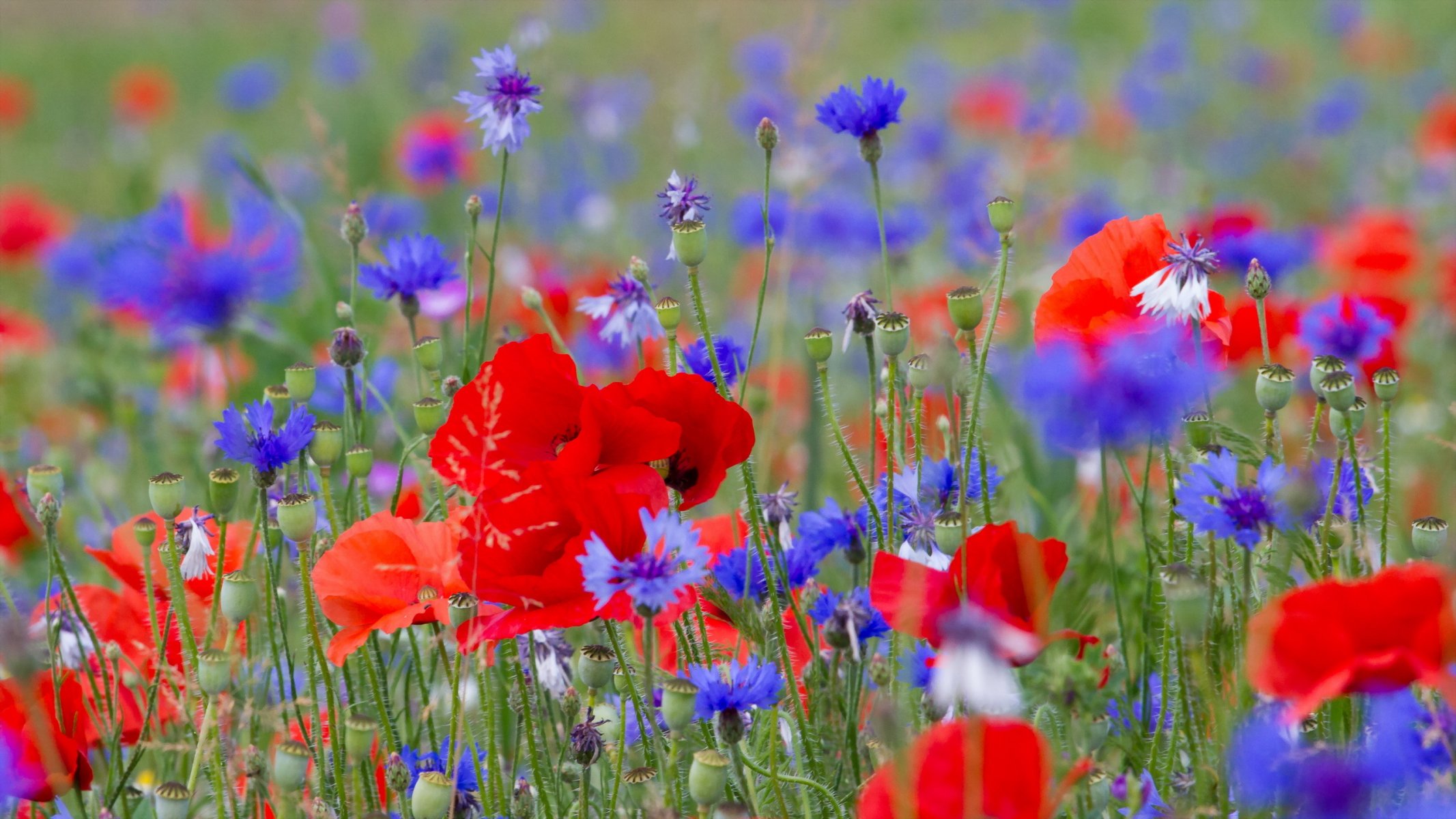 flower nature poppies summer