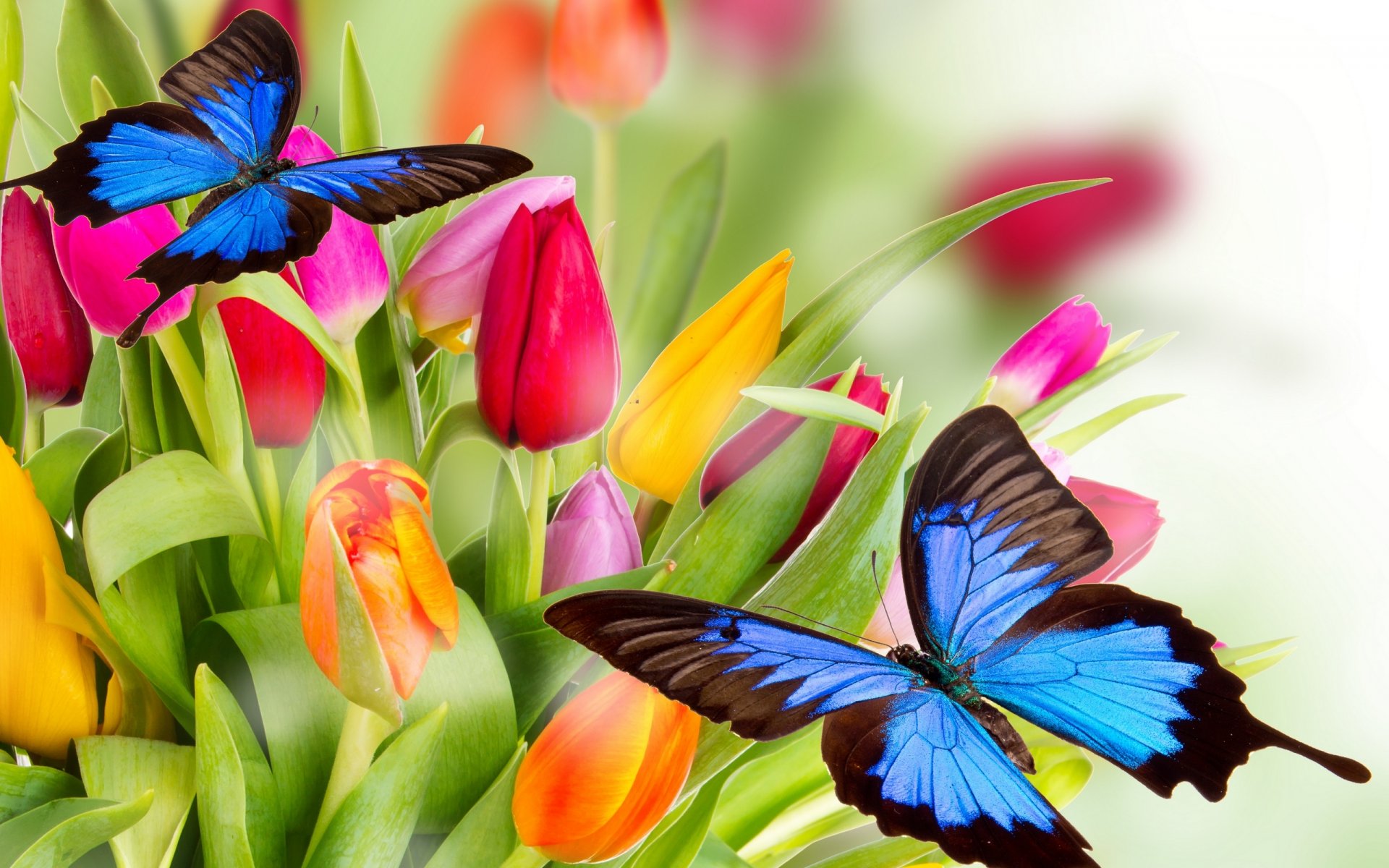 tulips flowers bright yellow orange red pink petals butterflies beauty bright multicolored orange pink butterflie