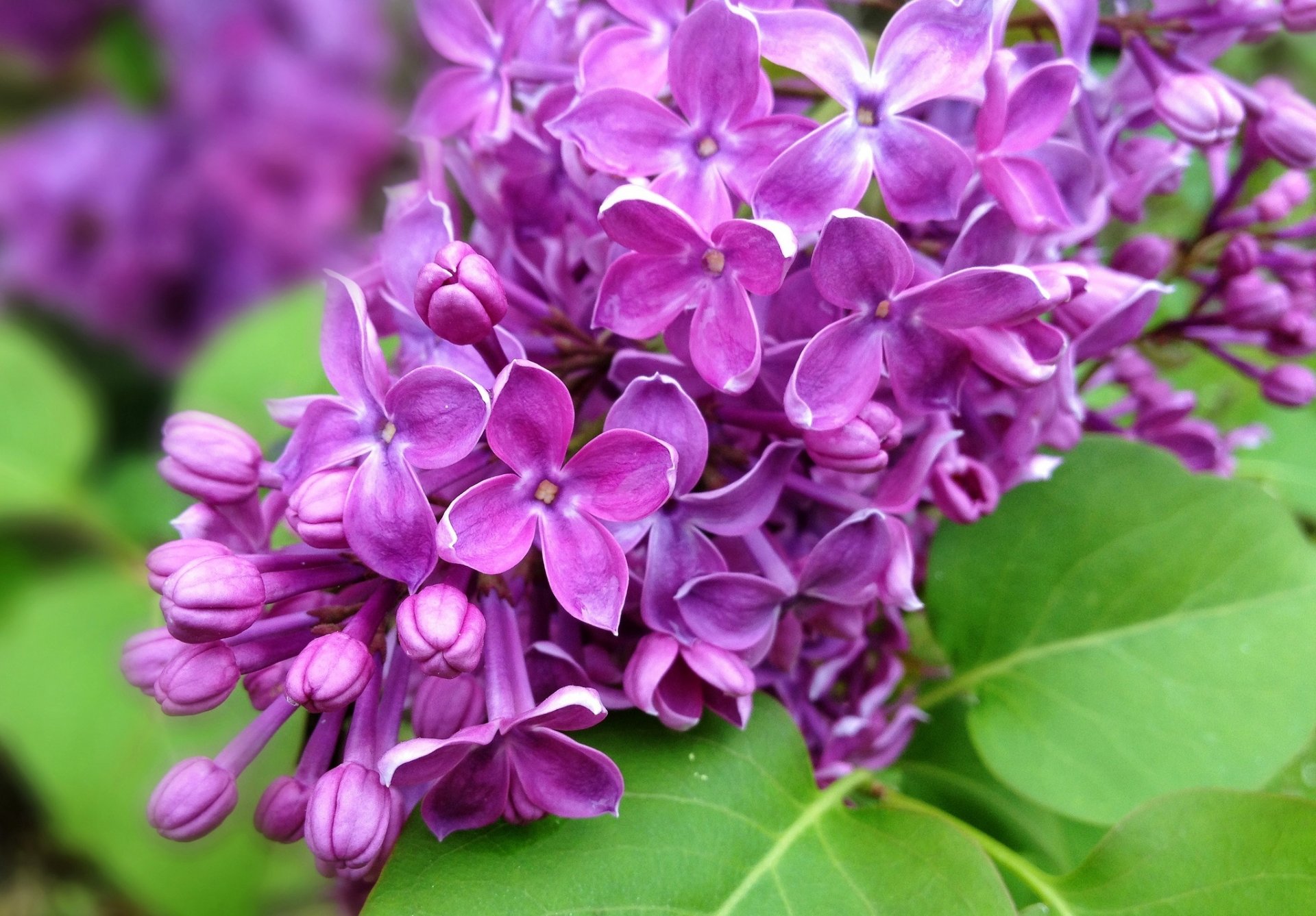 flieder zweig blumen lila blätter natur frühling