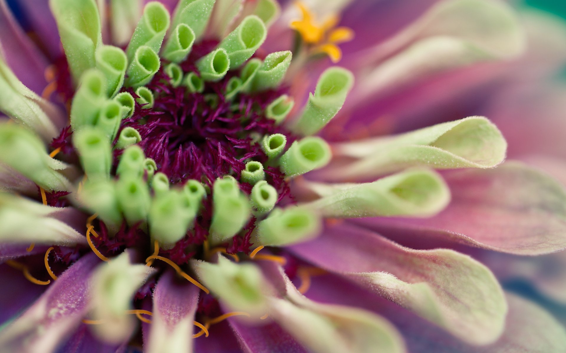 blume dahlie grün rosa blütenblätter