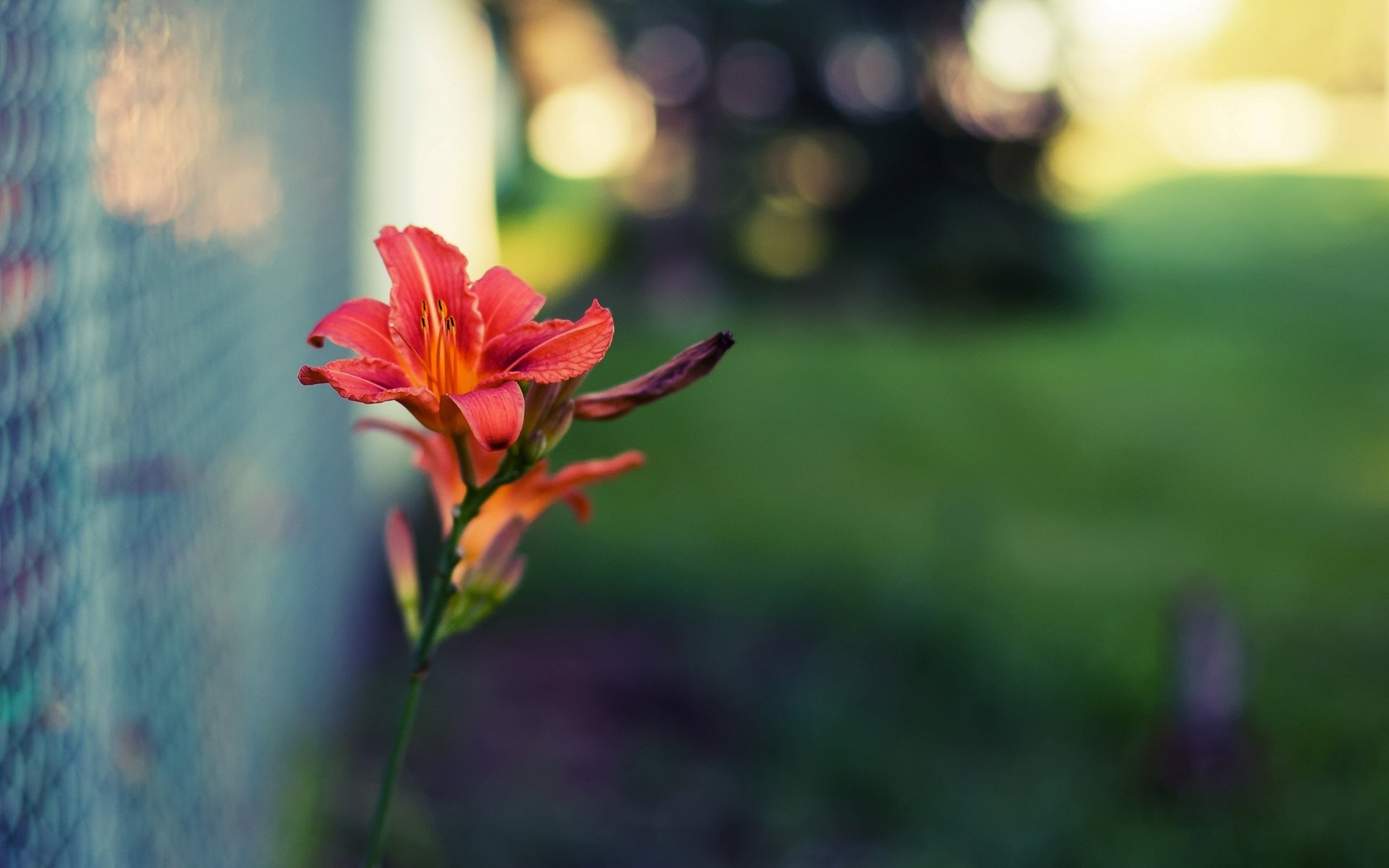 blumen blume blume rot makro gitter zaun unschärfe unschärfe grün hintergrund schön tapete widescreen vollbild widescreen widescreen