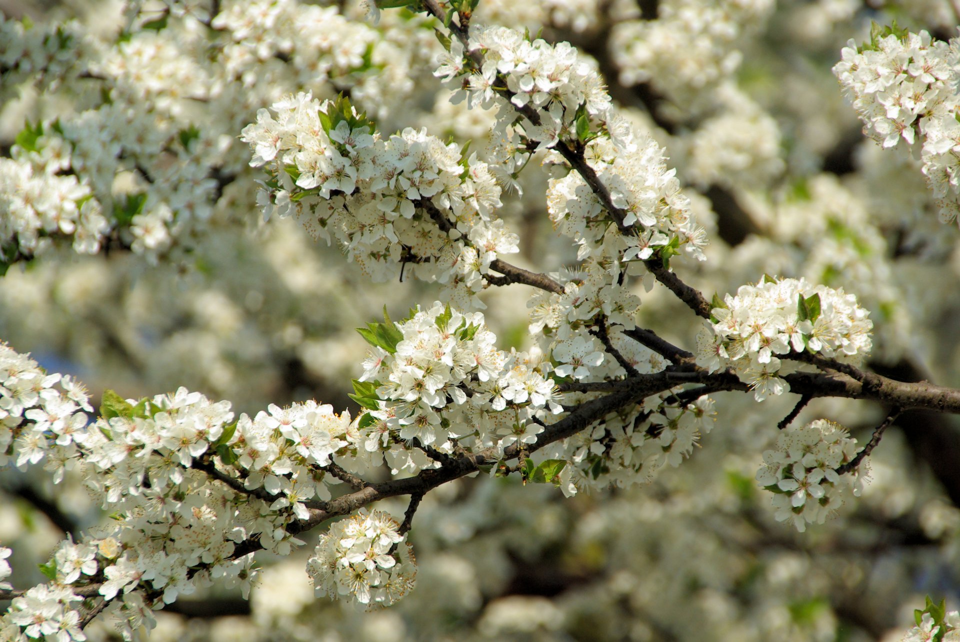 fioritura ciliegia primavera rami petali soleggiato fioritura lussureggiante lussuoso bello delicato macro