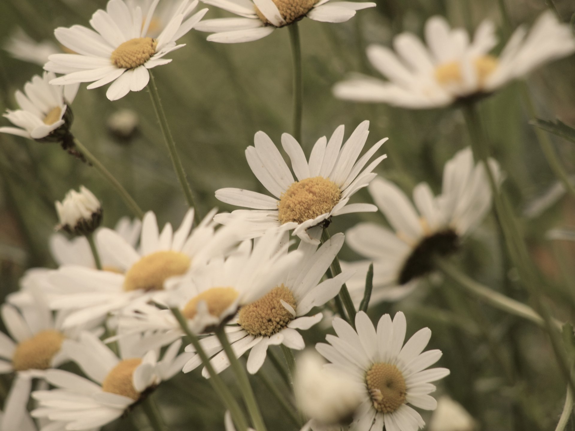 flowers flowers white yellow petals green background flower wallpaper widescreen fullscreen widescreen widescreen