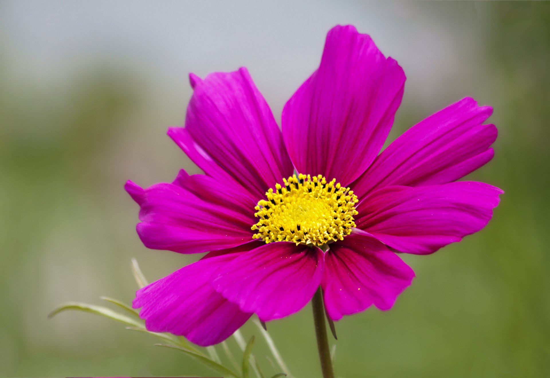 cosmea kwiat różowy płatki makro rozmycie