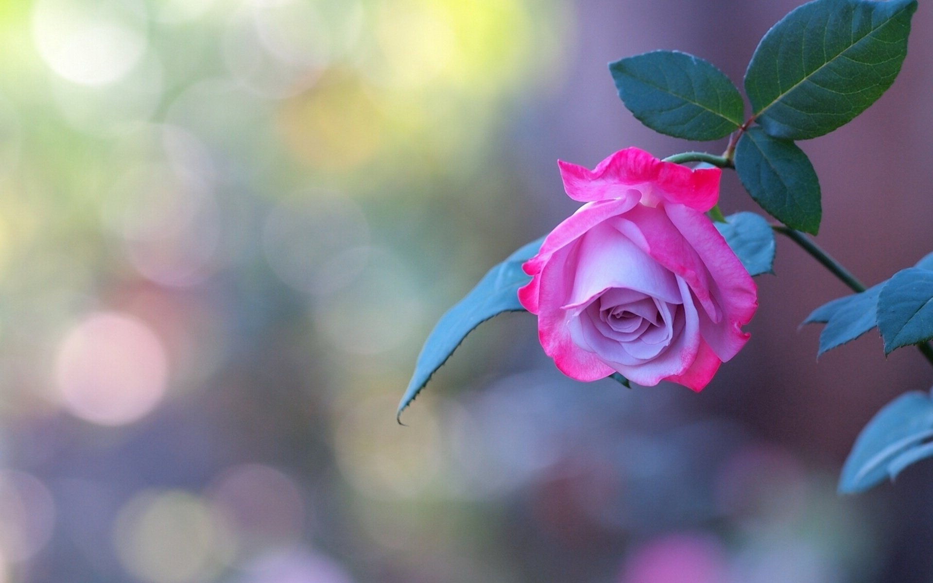 rosa brote tallo papel pintado pétalos