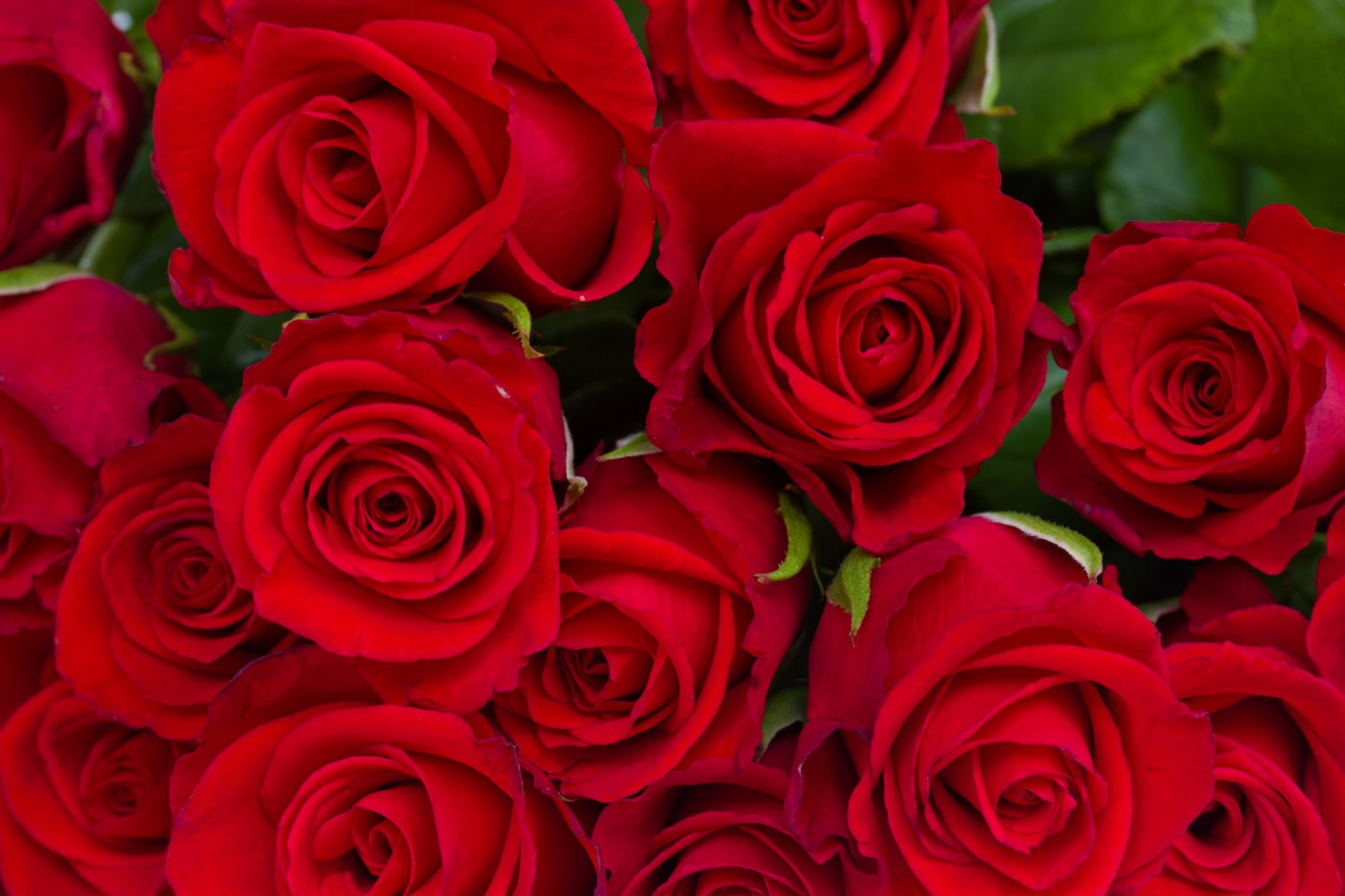 roses rouges fleurs bouquet bourgeons feuilles