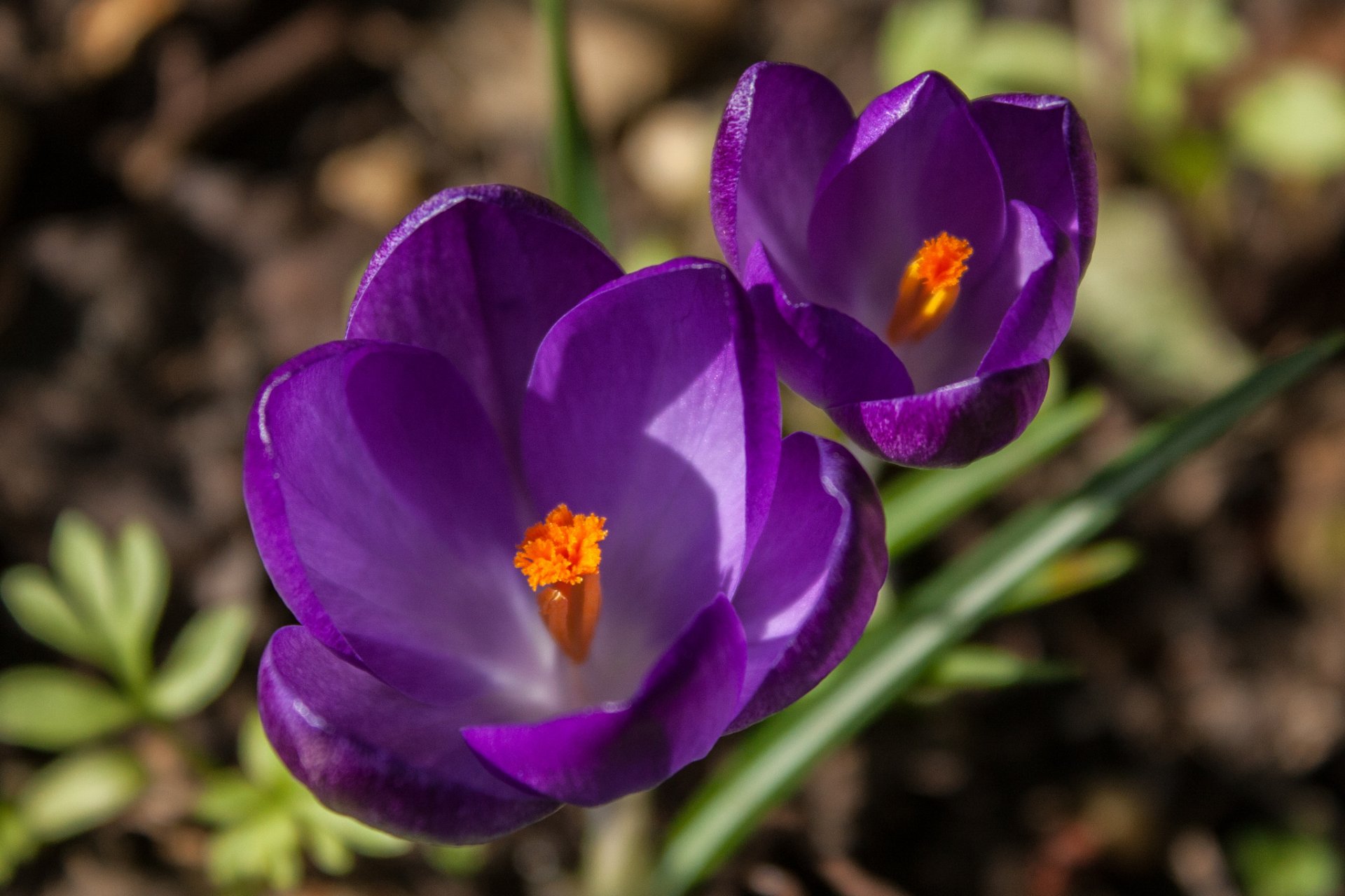 krokusy kwiaty liliowe fioletowe płatki trawa wiosna makro focus