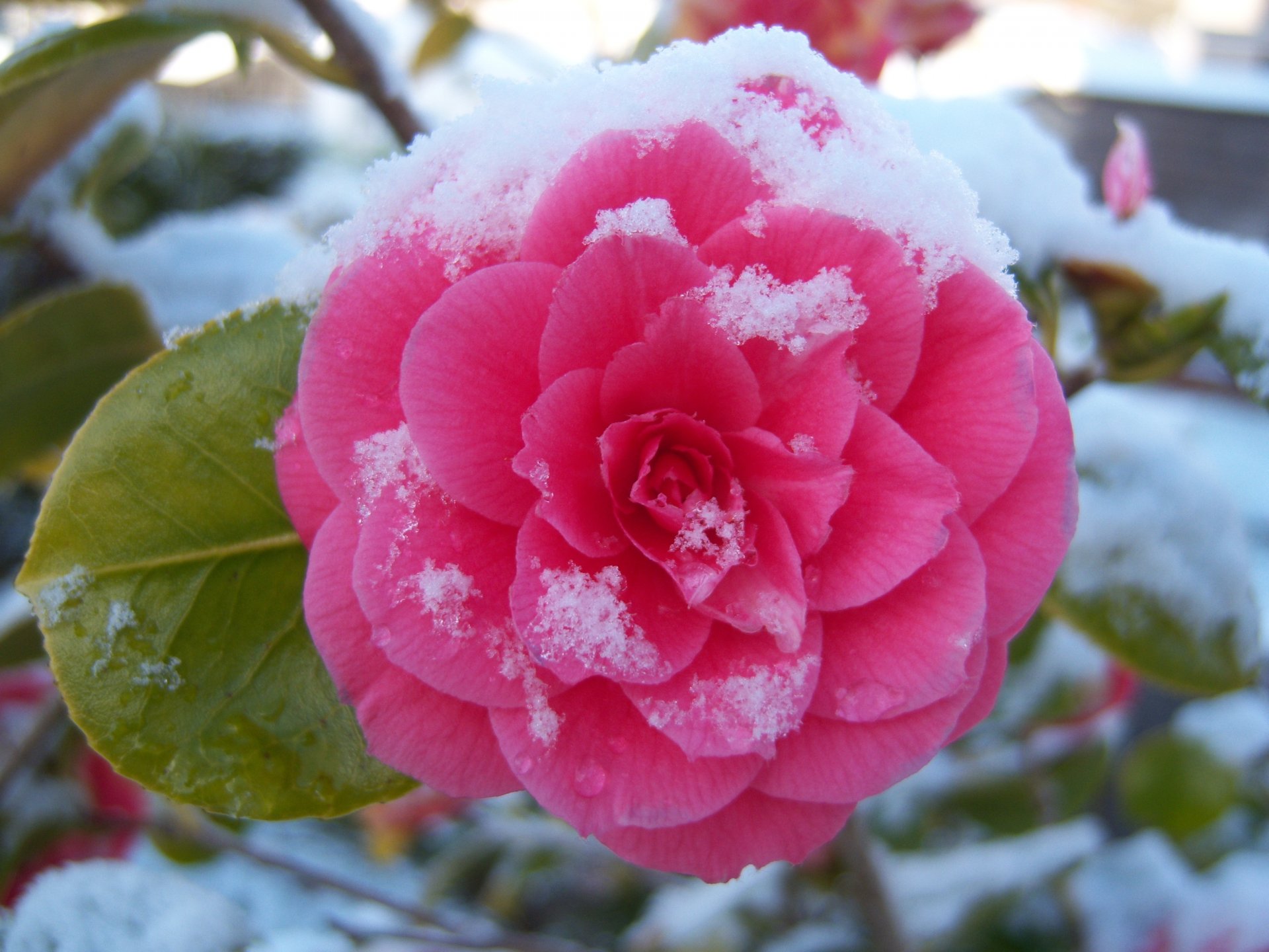 fleur camélia coulée neige