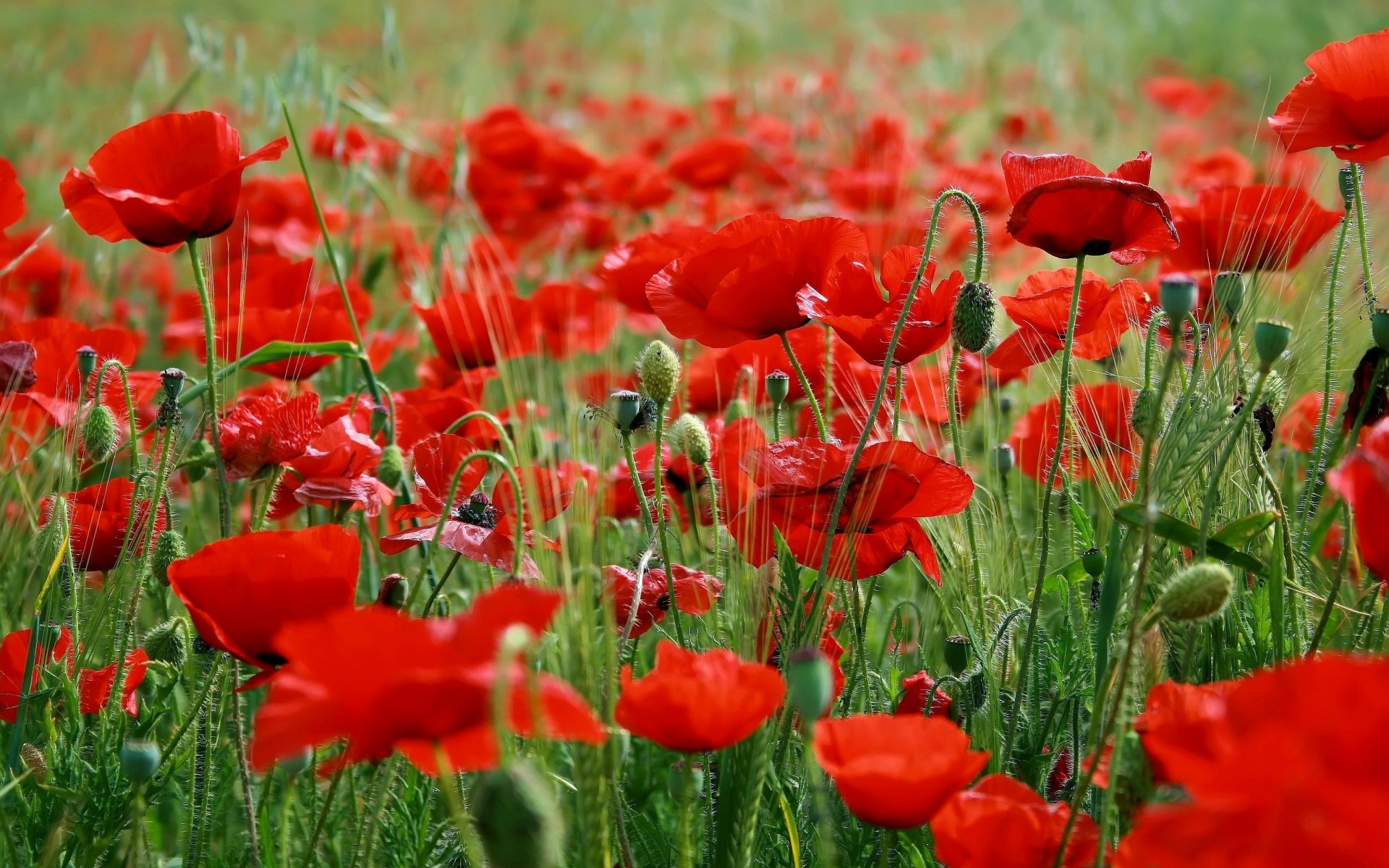 fleurs coquelicots rouges herbe