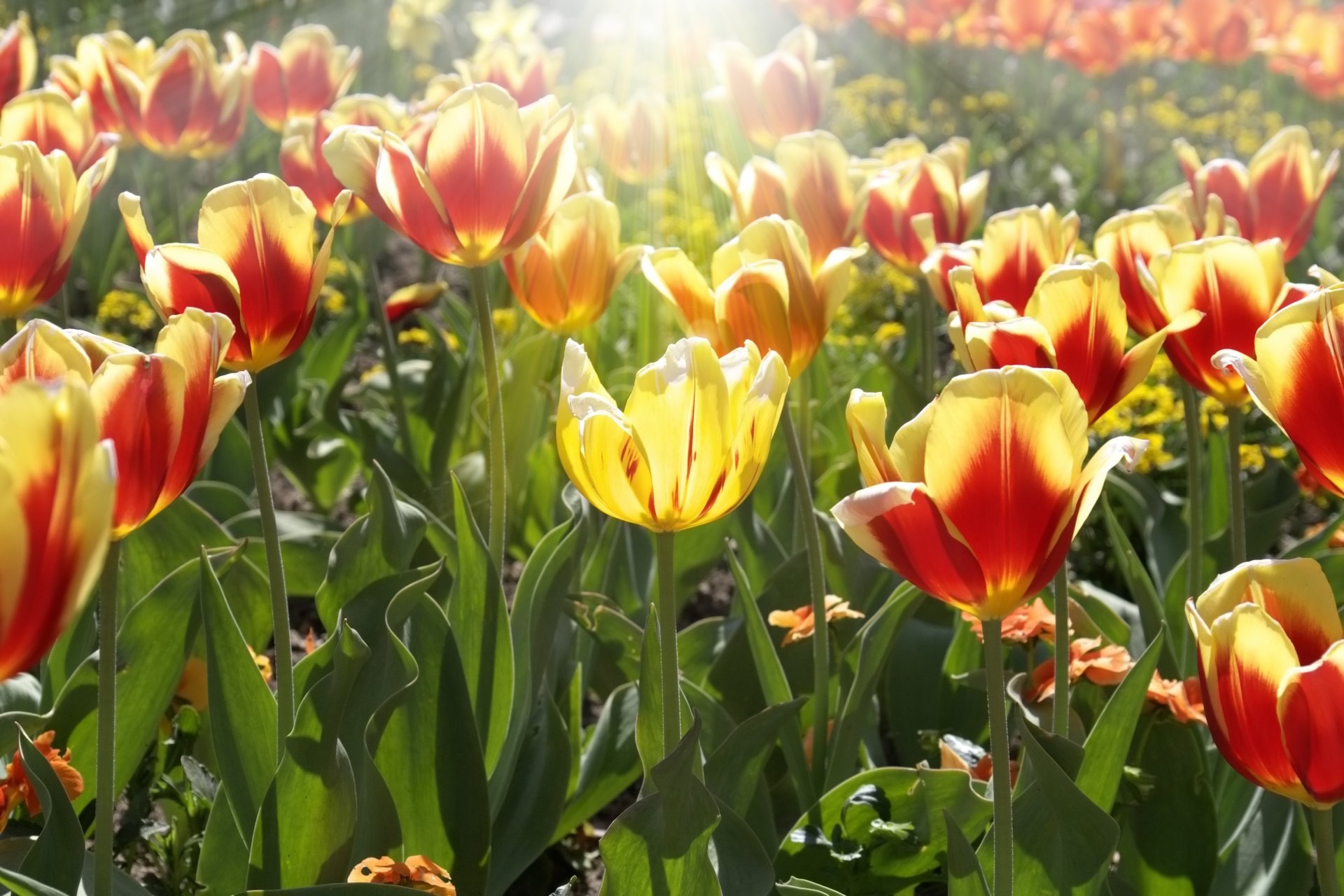 fleurs fleurs tulipes jaune rouge feuilles soleil rayons fond papier peint écran large plein écran écran large