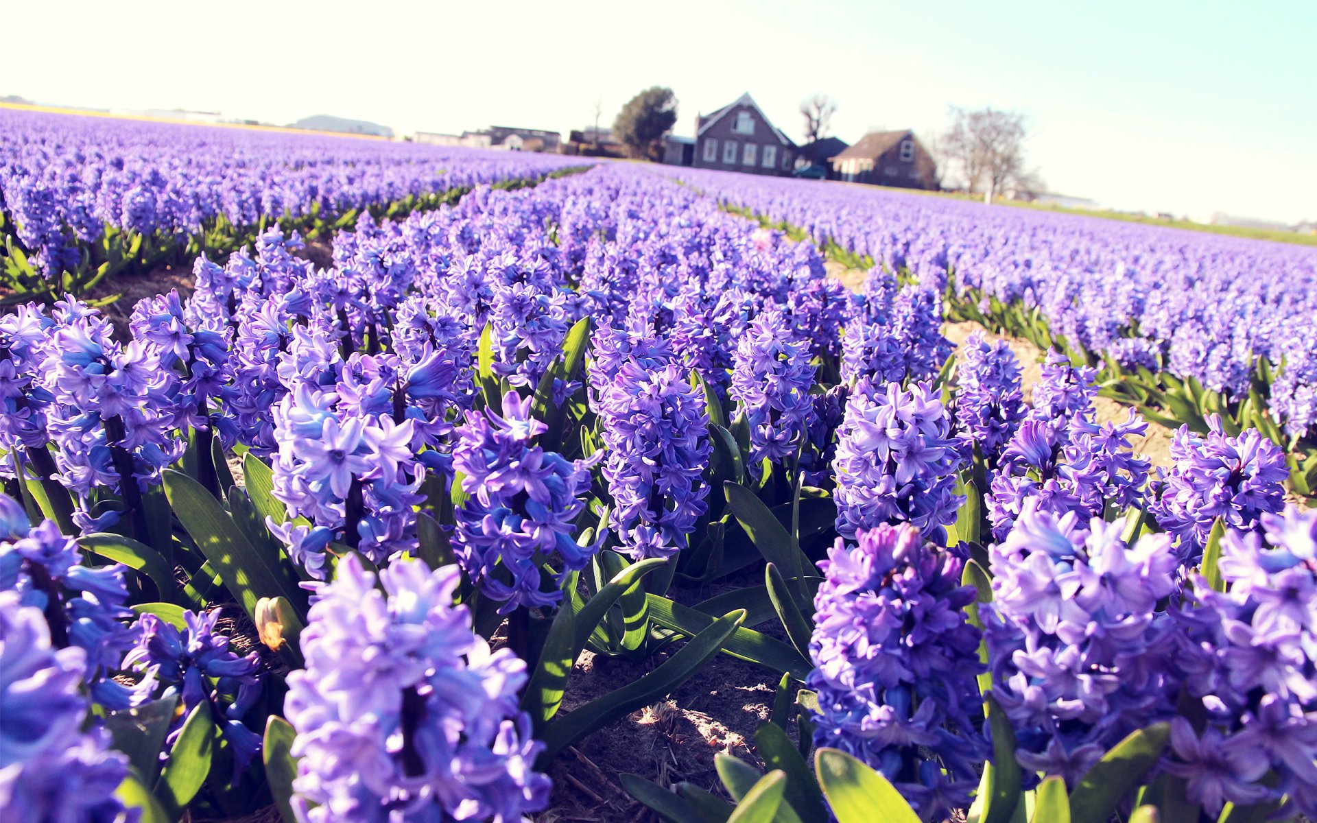 flower the field hyacinths purple house